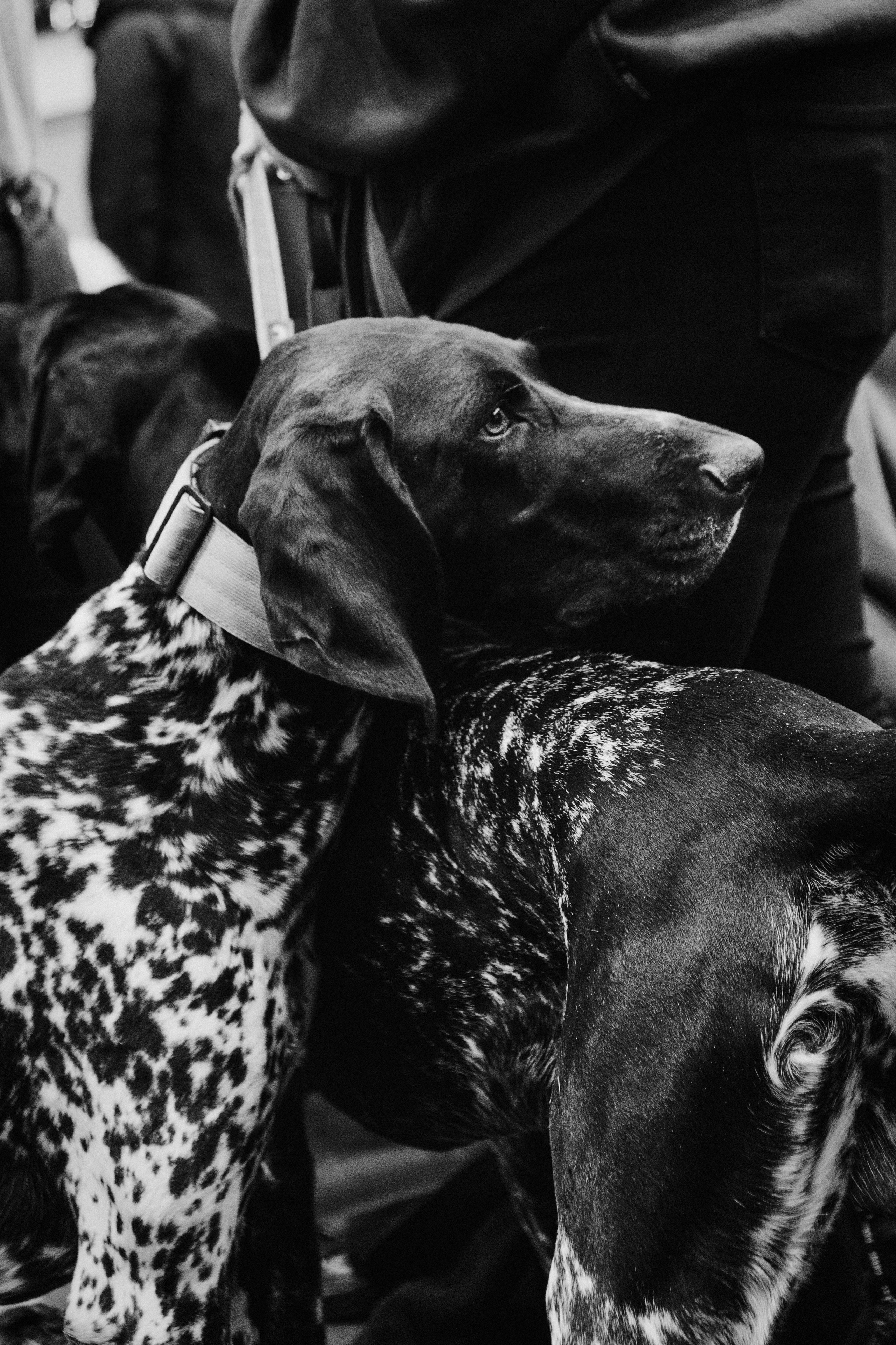 Pärnu dog weekend photo report. Kat Laisaar — Pet photographer in Tallinn