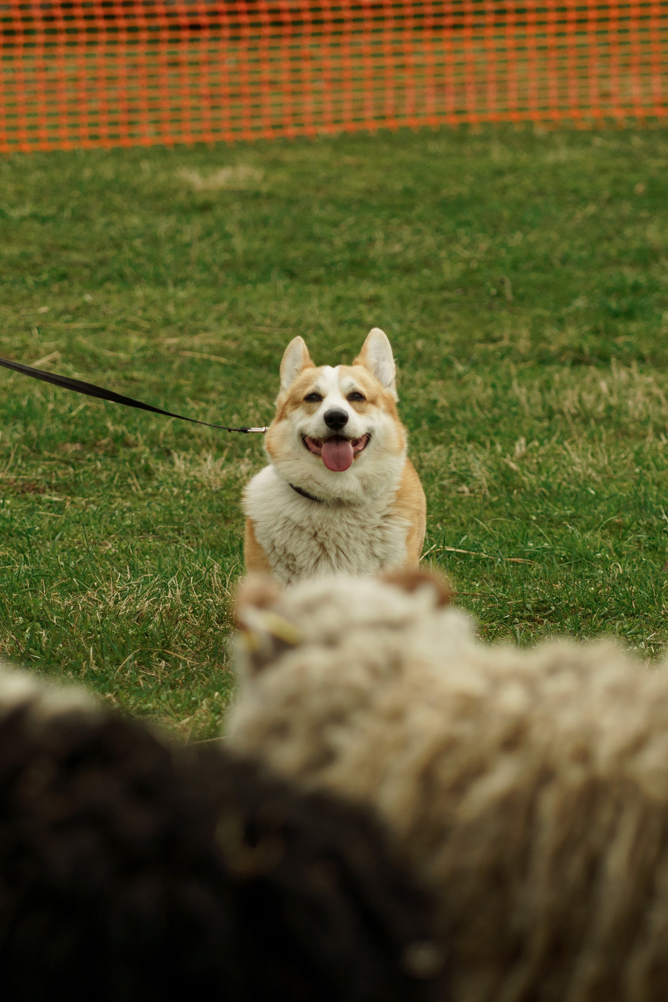 Herding Days, 26 apr. 2025. Kat Laisaar — Pet photographer in Tallinn