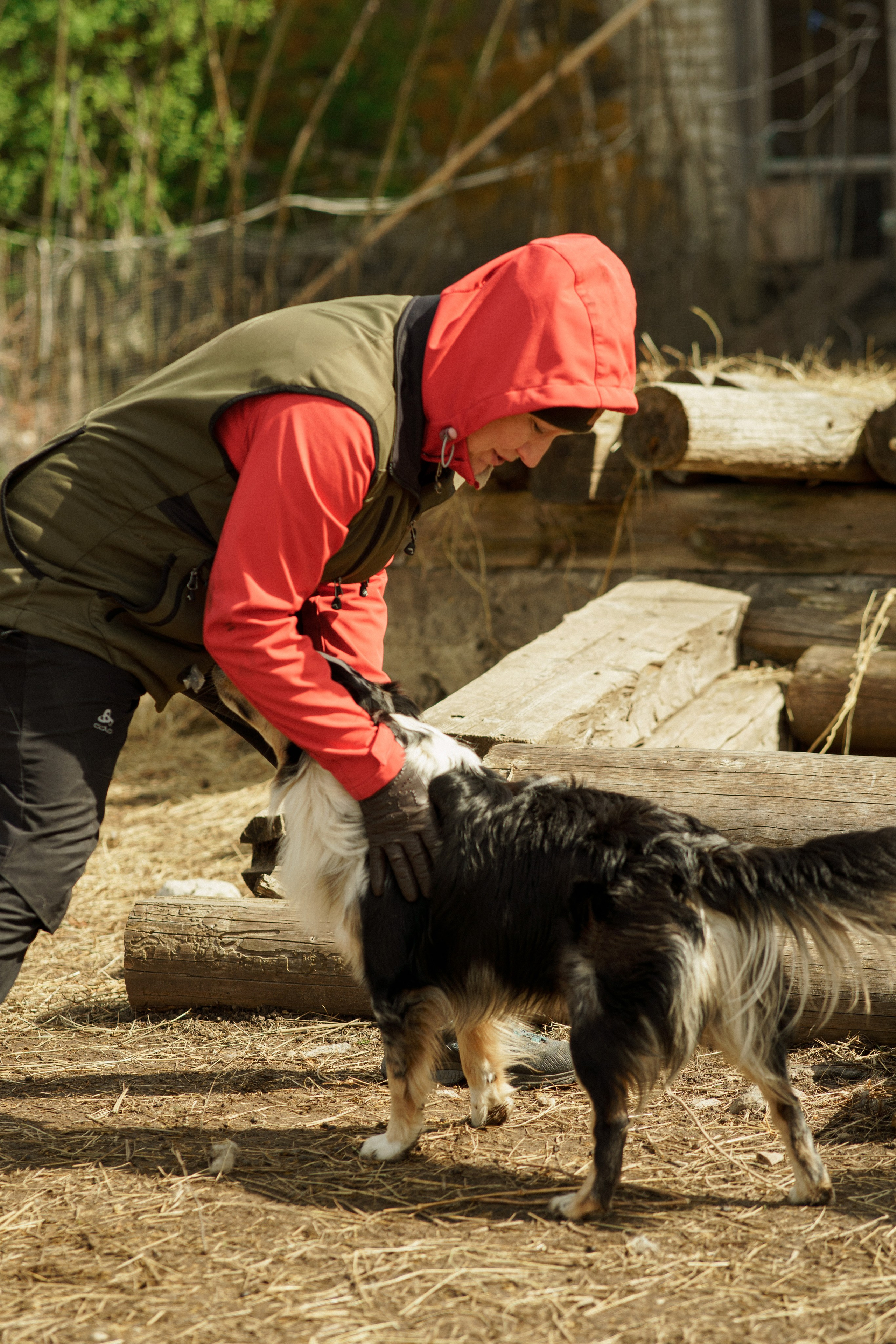 Herding Days, 26 apr. 2025. Kat Laisaar — Pet photographer in Tallinn