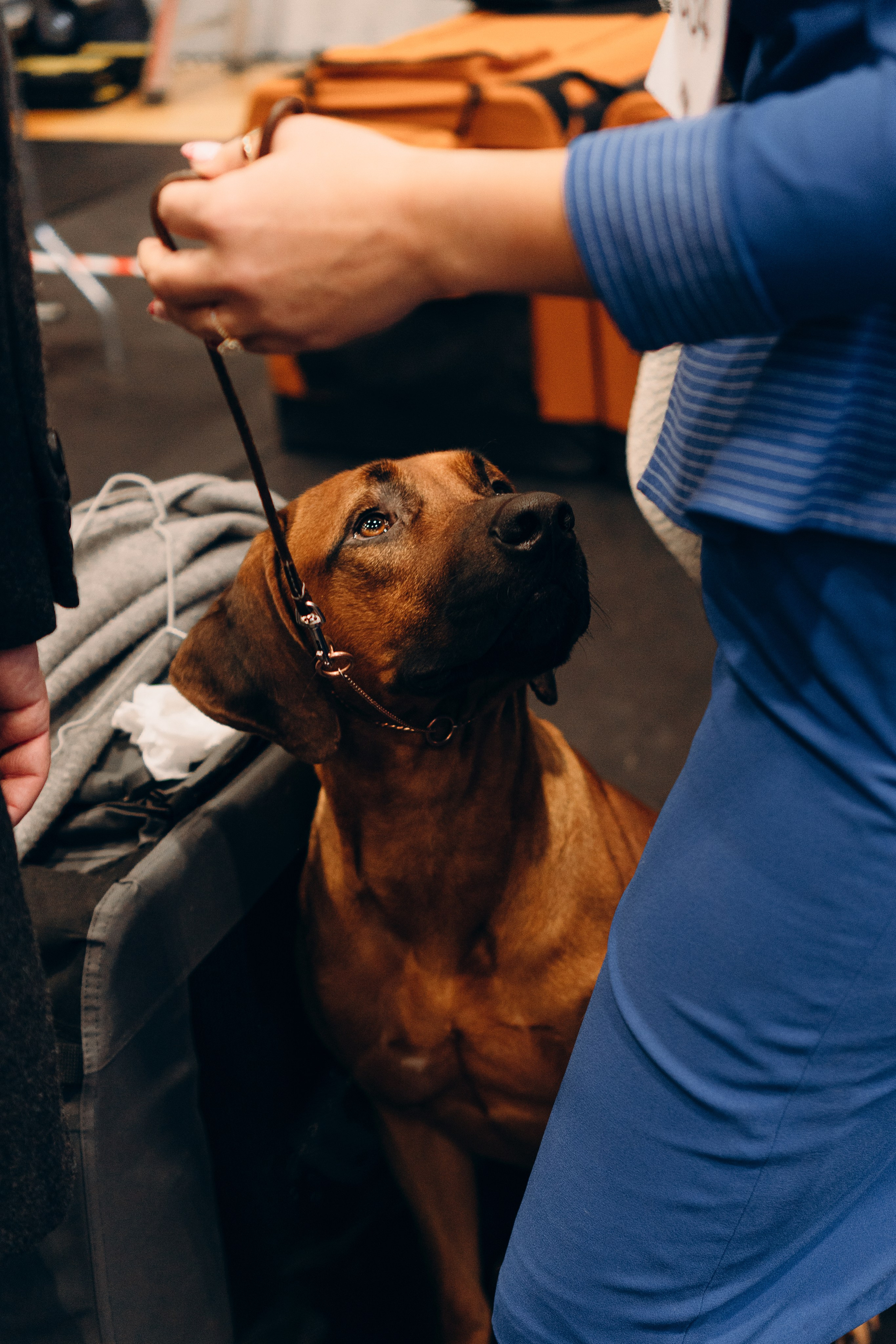 Pärnu dog weekend photo report. Kat Laisaar — Pet photographer in Tallinn