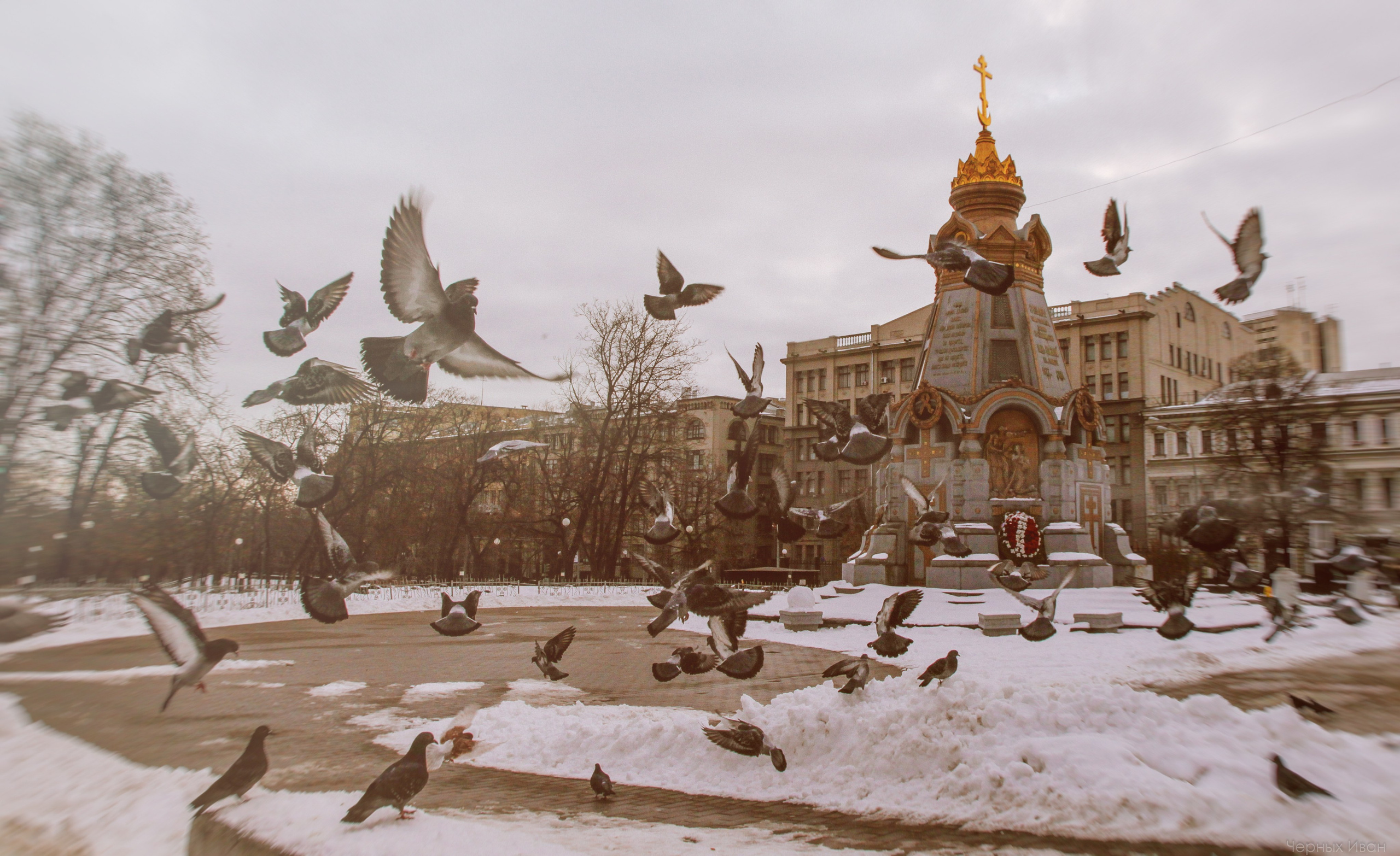 Пернатый психоз. Стрит-фотография, полная абсурда, идиотизма и красоты