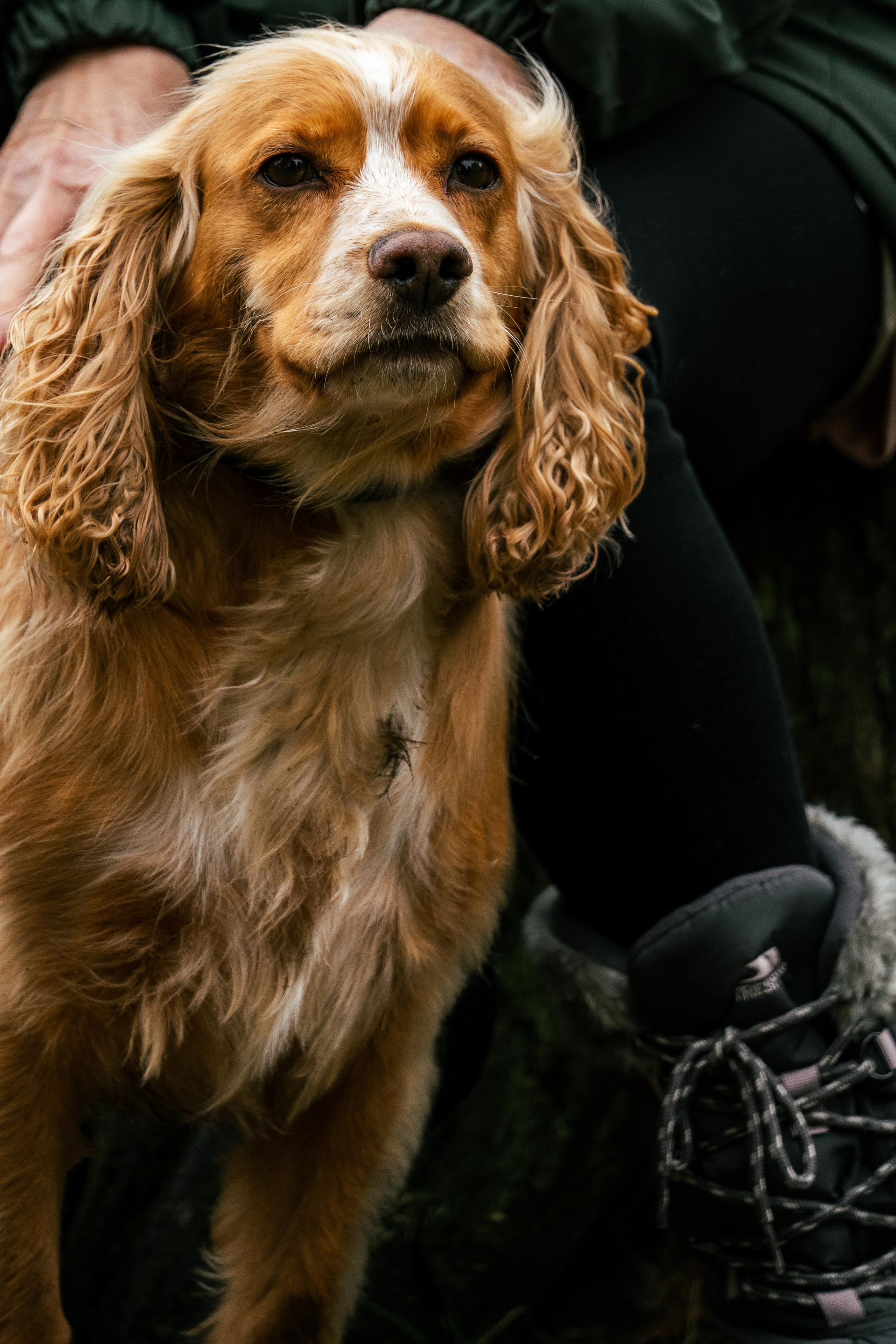 Pets. Ryan Hewitt Photographer