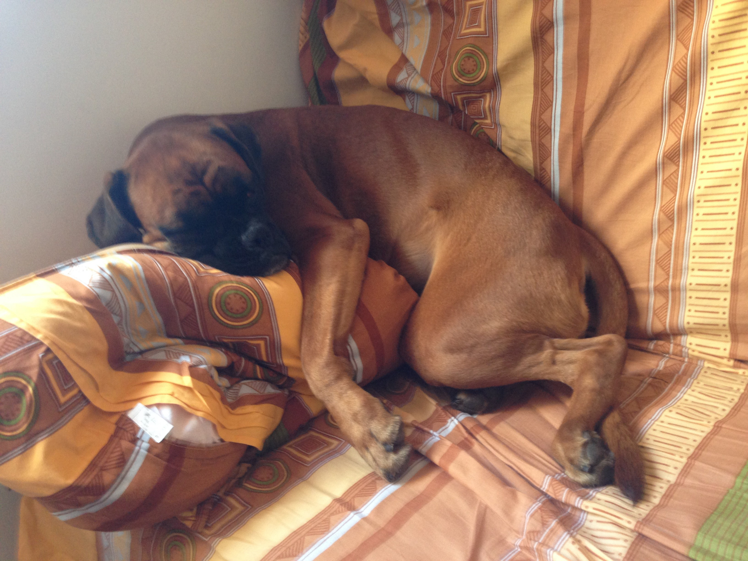 My ״Star״ Boxer Dog