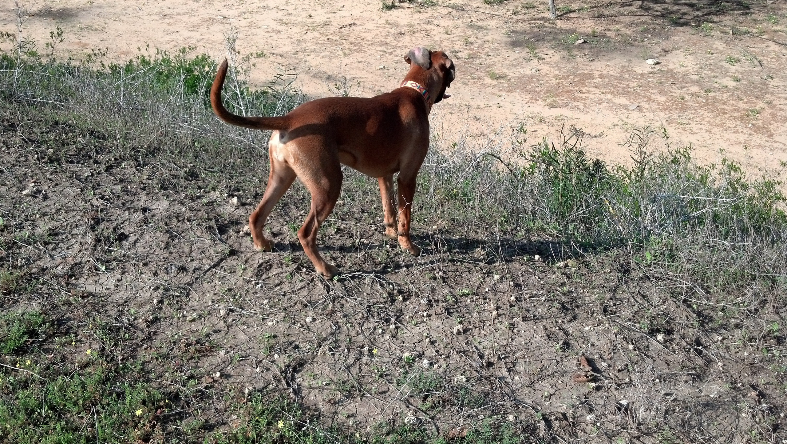 My ״Star״ Boxer Dog