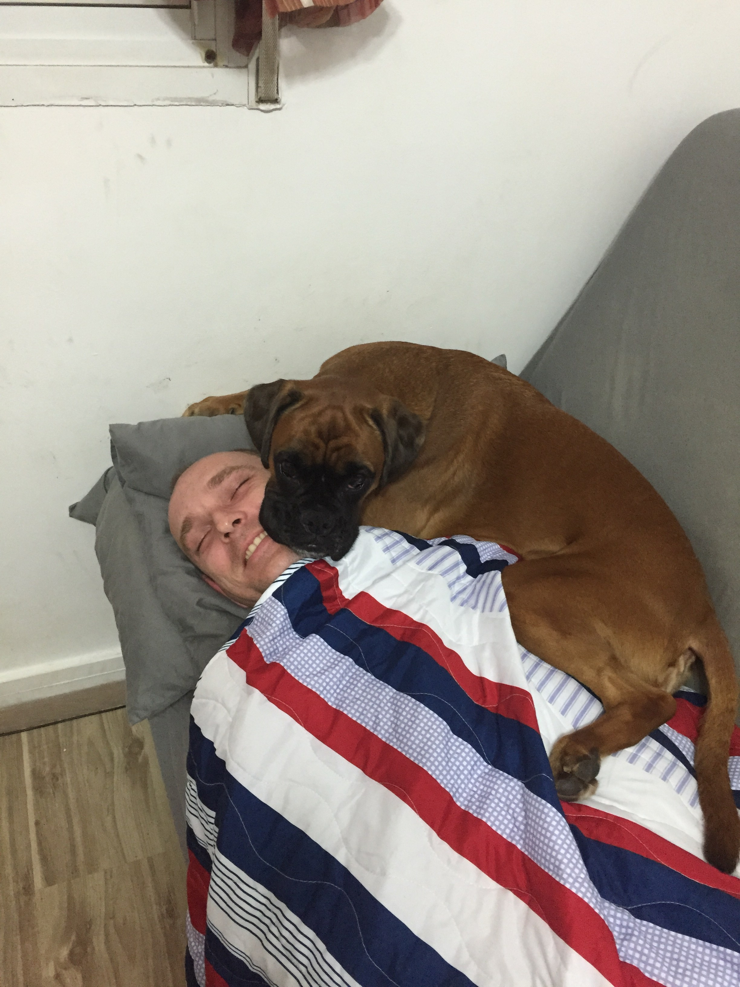 My ״Star״ Boxer Dog