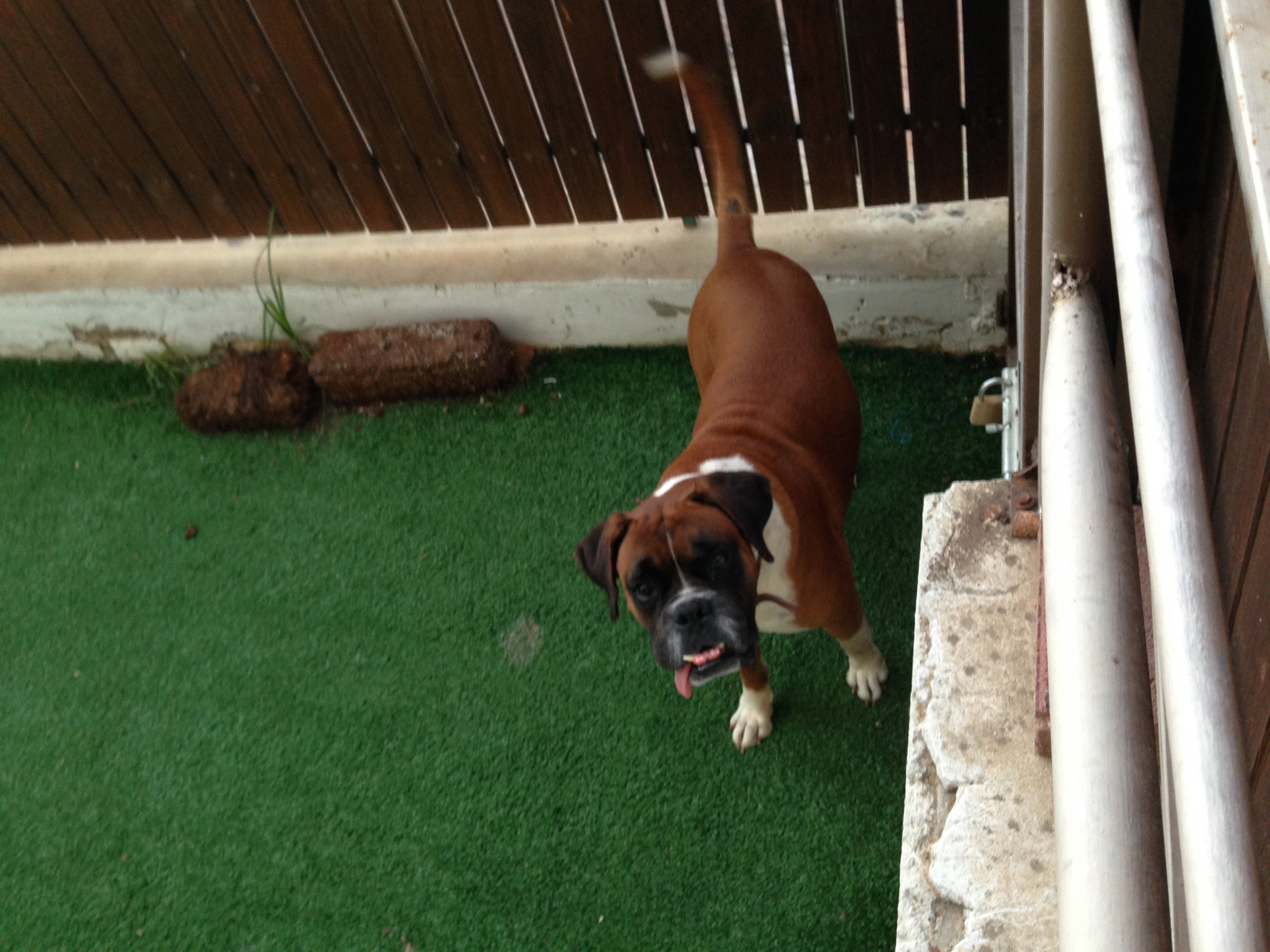 My ״Star״ Boxer Dog