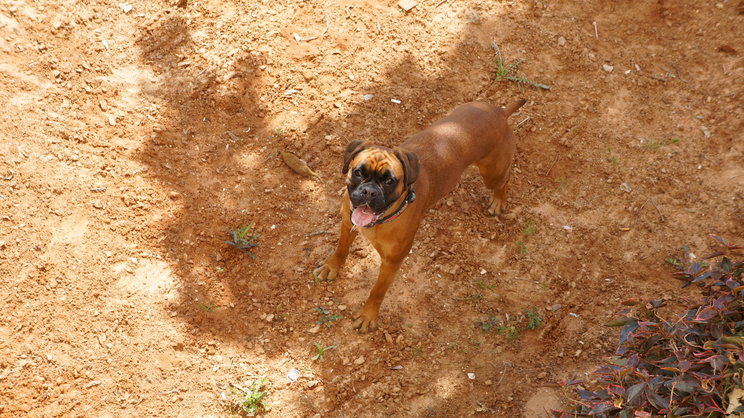 My ״Star״ Boxer Dog