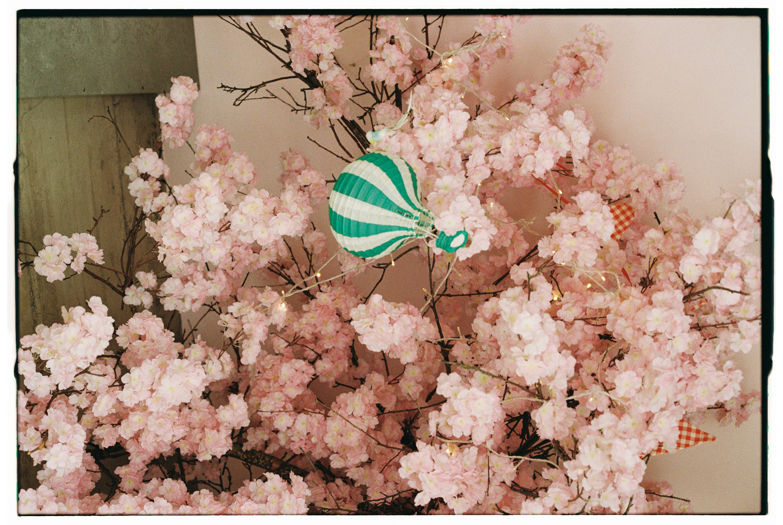 Madeira on film. Portrait photographer in Madeira — Marina Shtukina