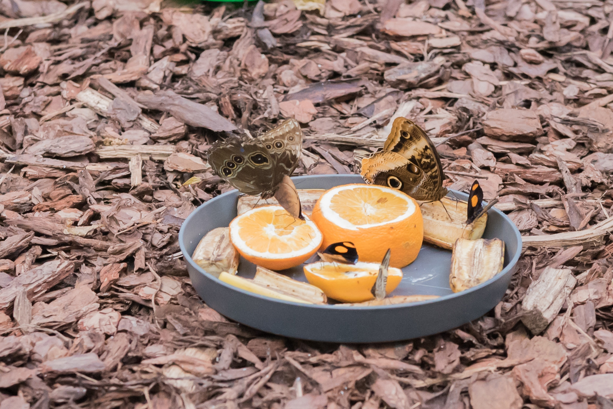 ~Animale si alte vietati~. Andreea Ivan art-Fotograf Constanta, Fotograf profesionist Constanta, Fotograf de nunta Constanta, botez, sedinte foto cu tematica, portret