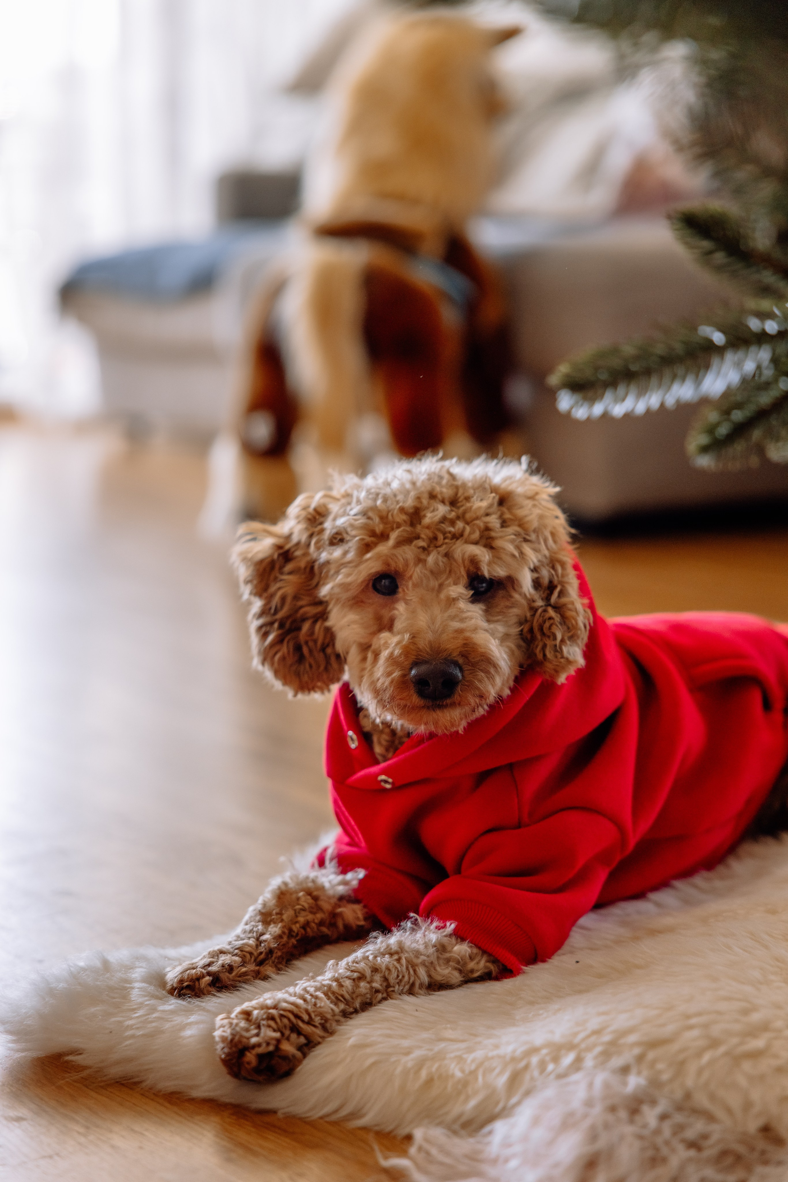 Weihnachten Zuhause mit Kindern. Hochzeitsfotograf München Taufe Familienfotograf Tanja Mauke