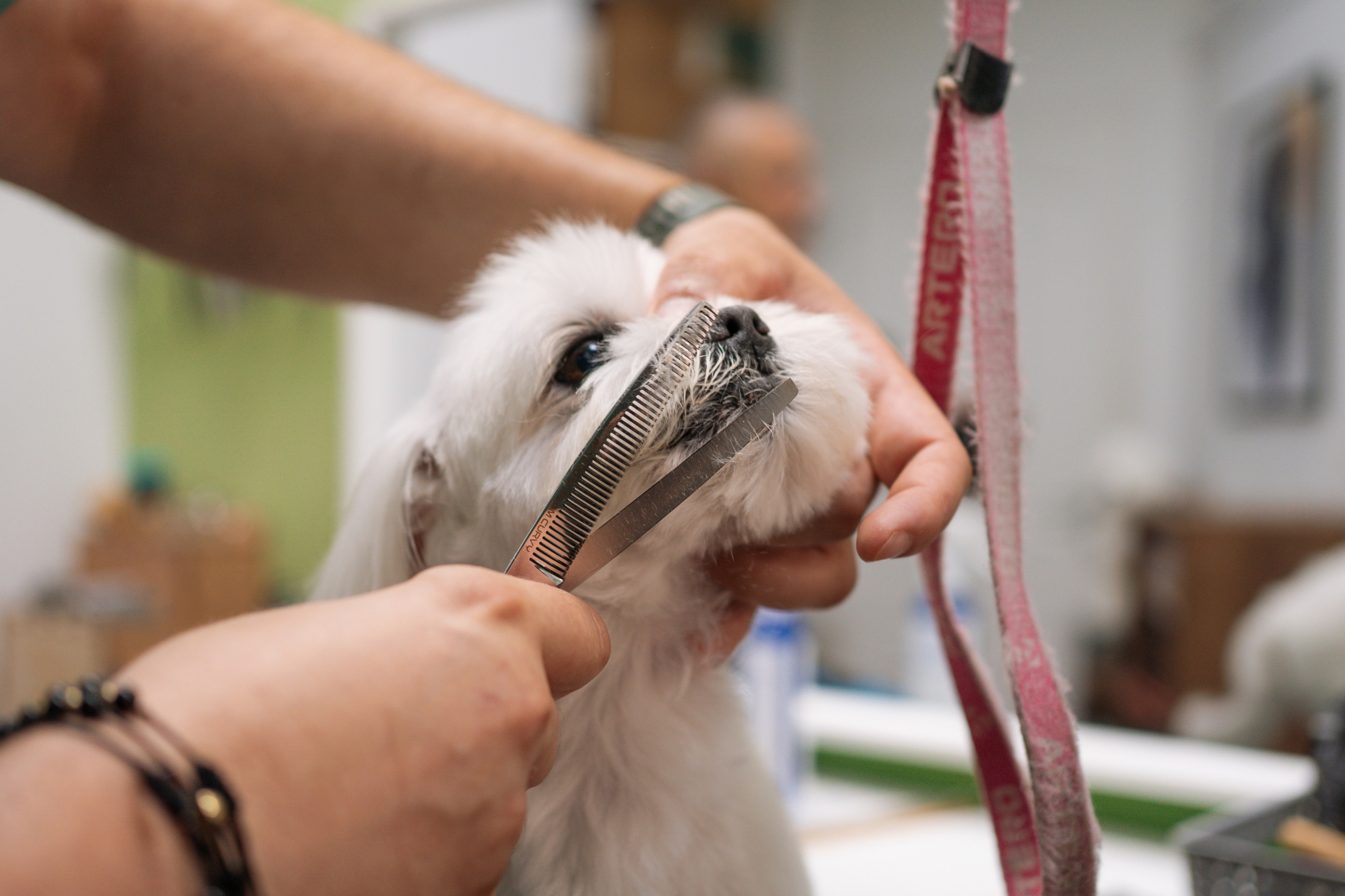 PetGroom Timisoara. Cozac Cristian Photographer