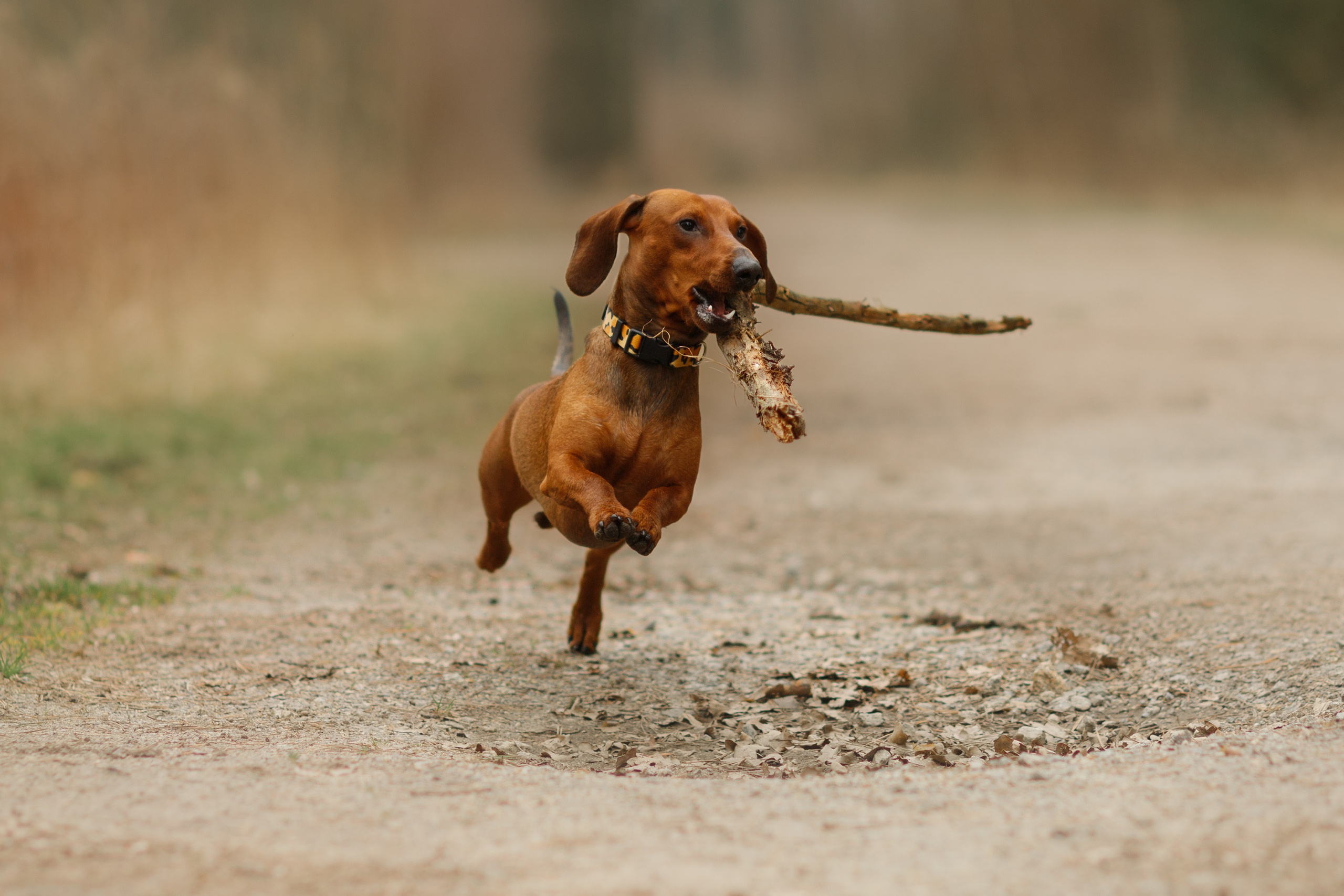 Ania, Franek & Vincent. Kaja | fotograf psów we Wrocławiu