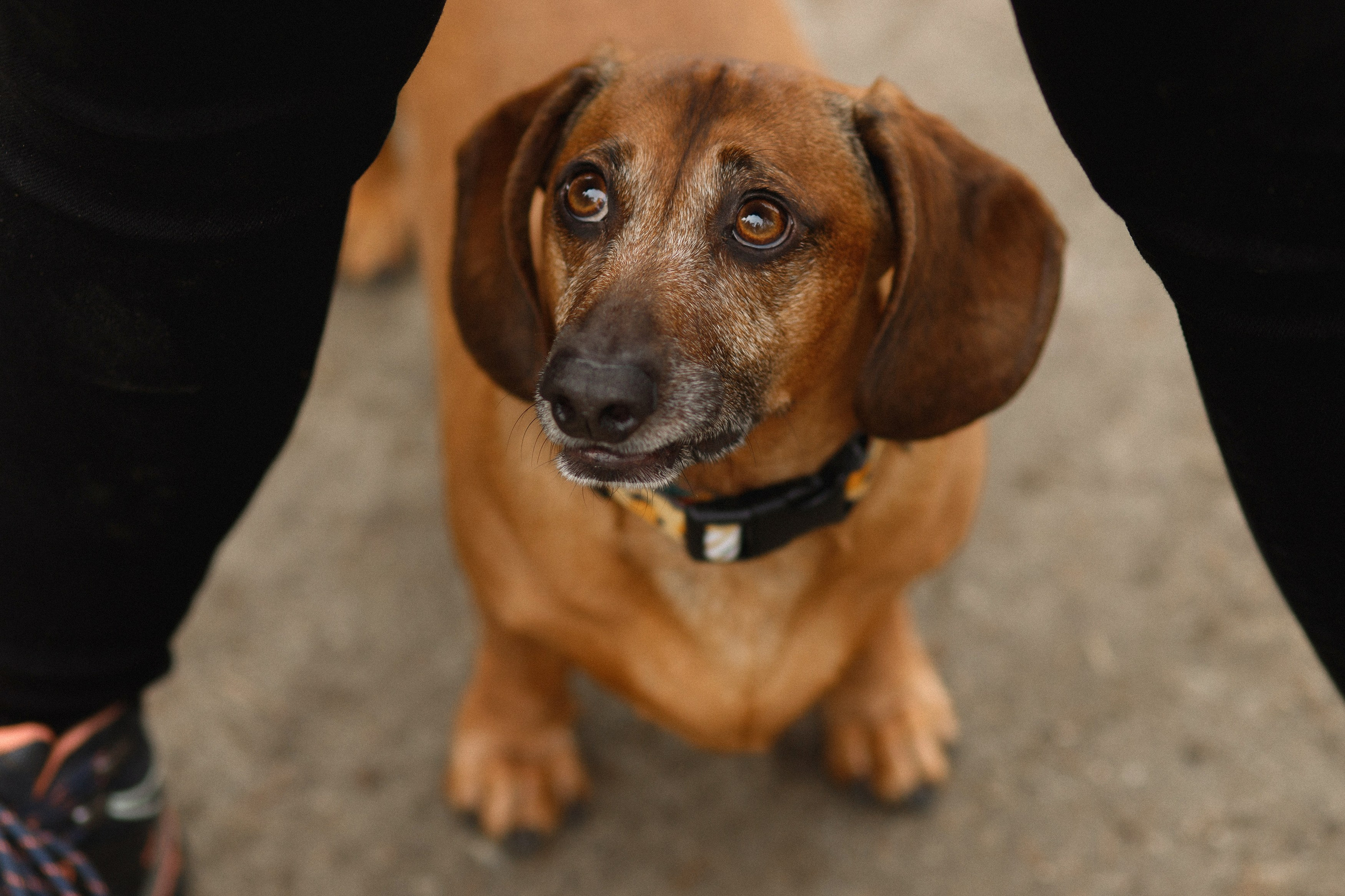 Ania, Franek & Vincent. Kaja | fotograf psów we Wrocławiu