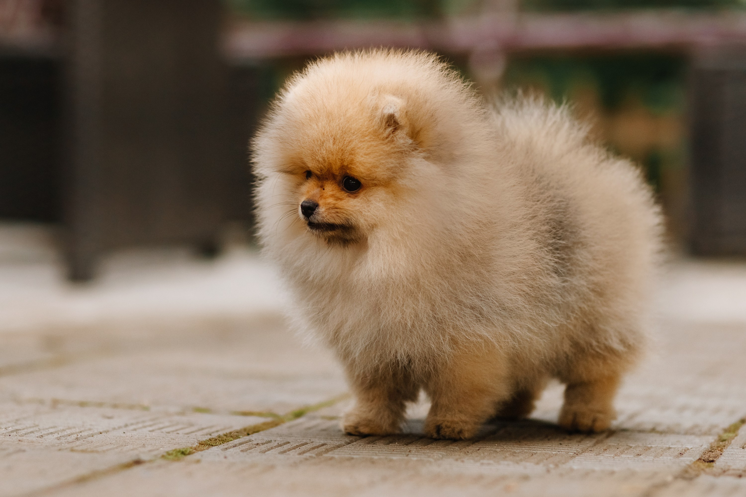 Halloween spitz puppies. Kaja | fotograf we Wrocławiu | ludzie i psy