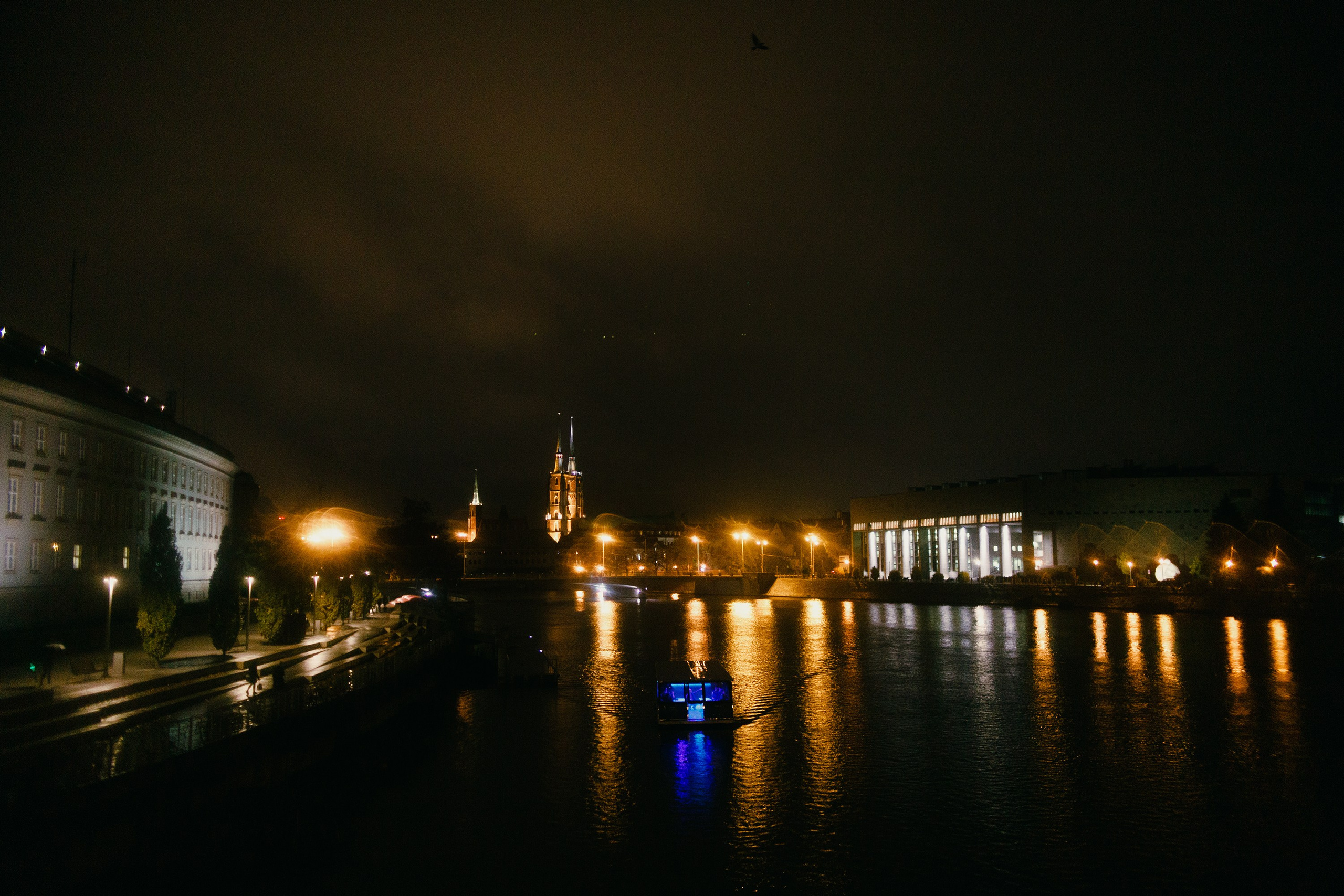 Night rainy Wroclaw. Kaja | fotograf psów we Wrocławiu