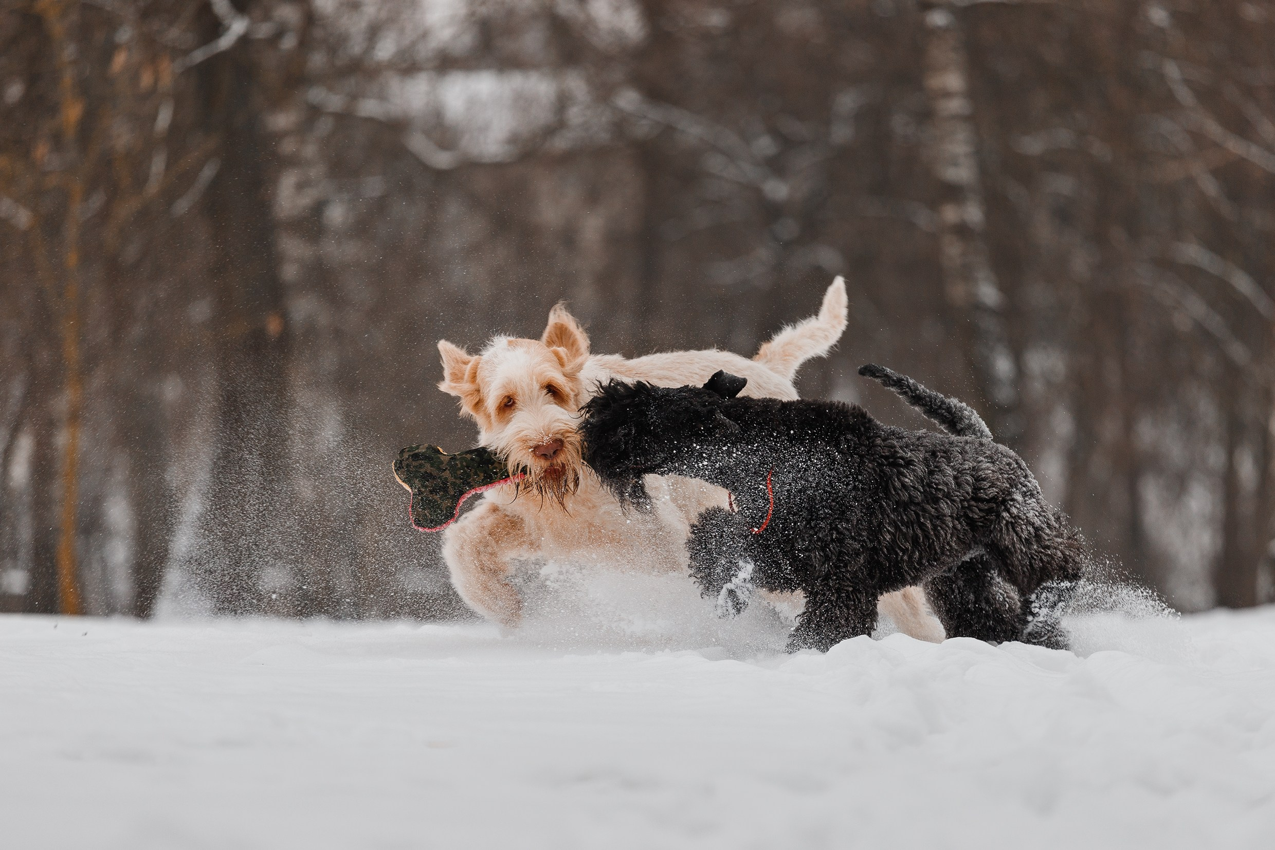 Kerry blue terrier & italian spinone. Kaja | fotograf we Wrocławiu | ludzie i psy