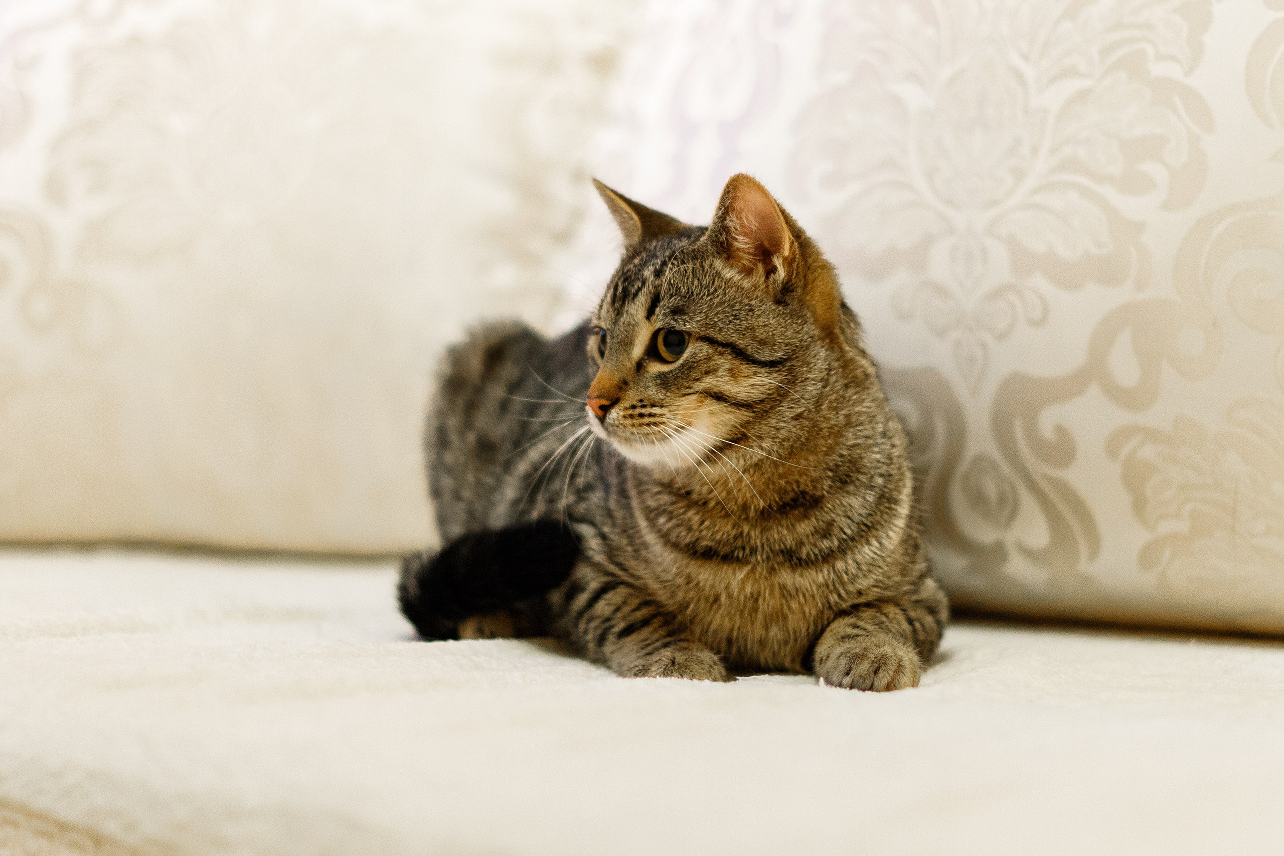 Cats for adoption. Kaja | fotograf we Wrocławiu | ludzie i psy