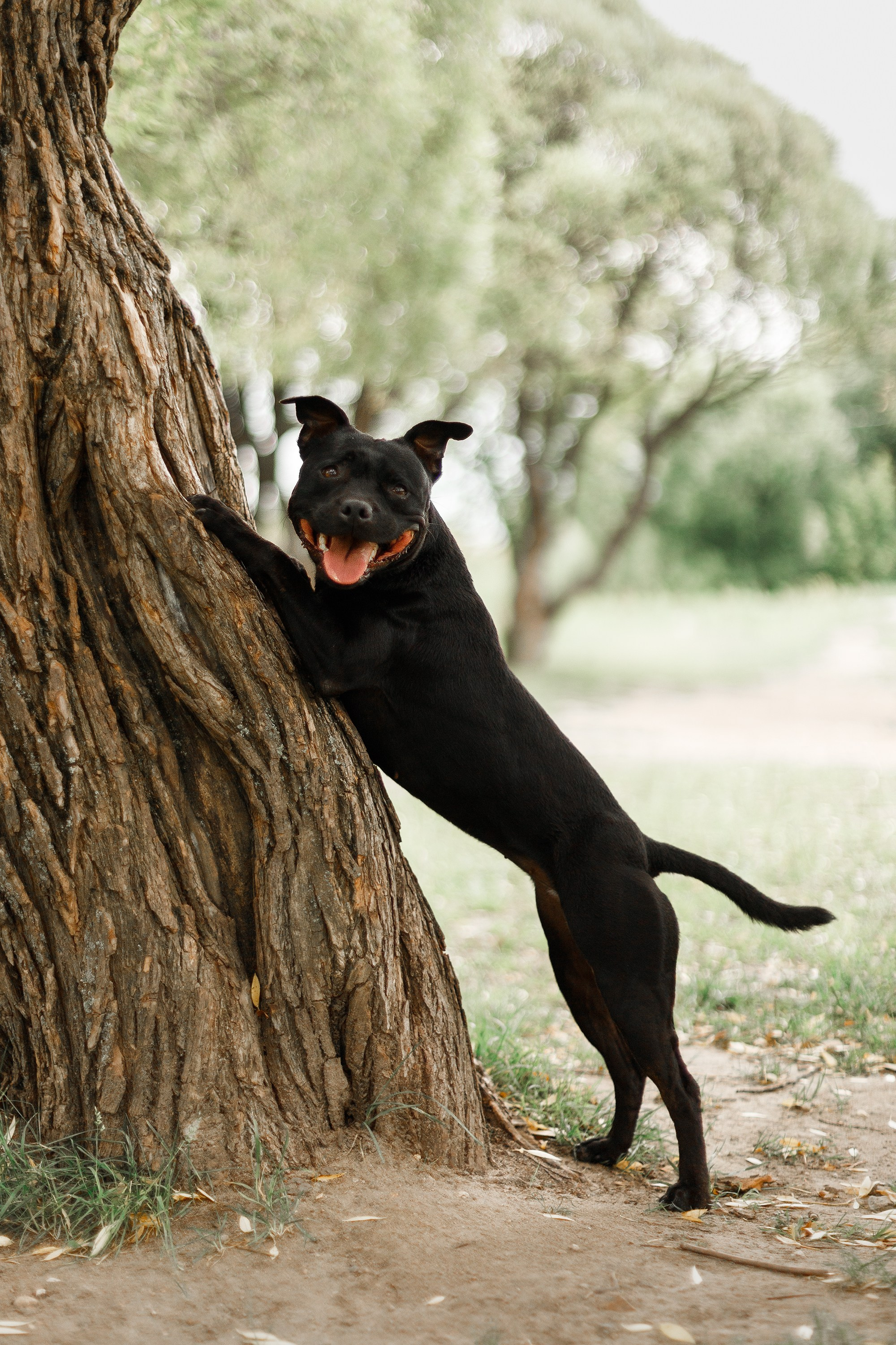 Staffy Yosia. Kaja | fotograf we Wrocławiu | ludzie i psy