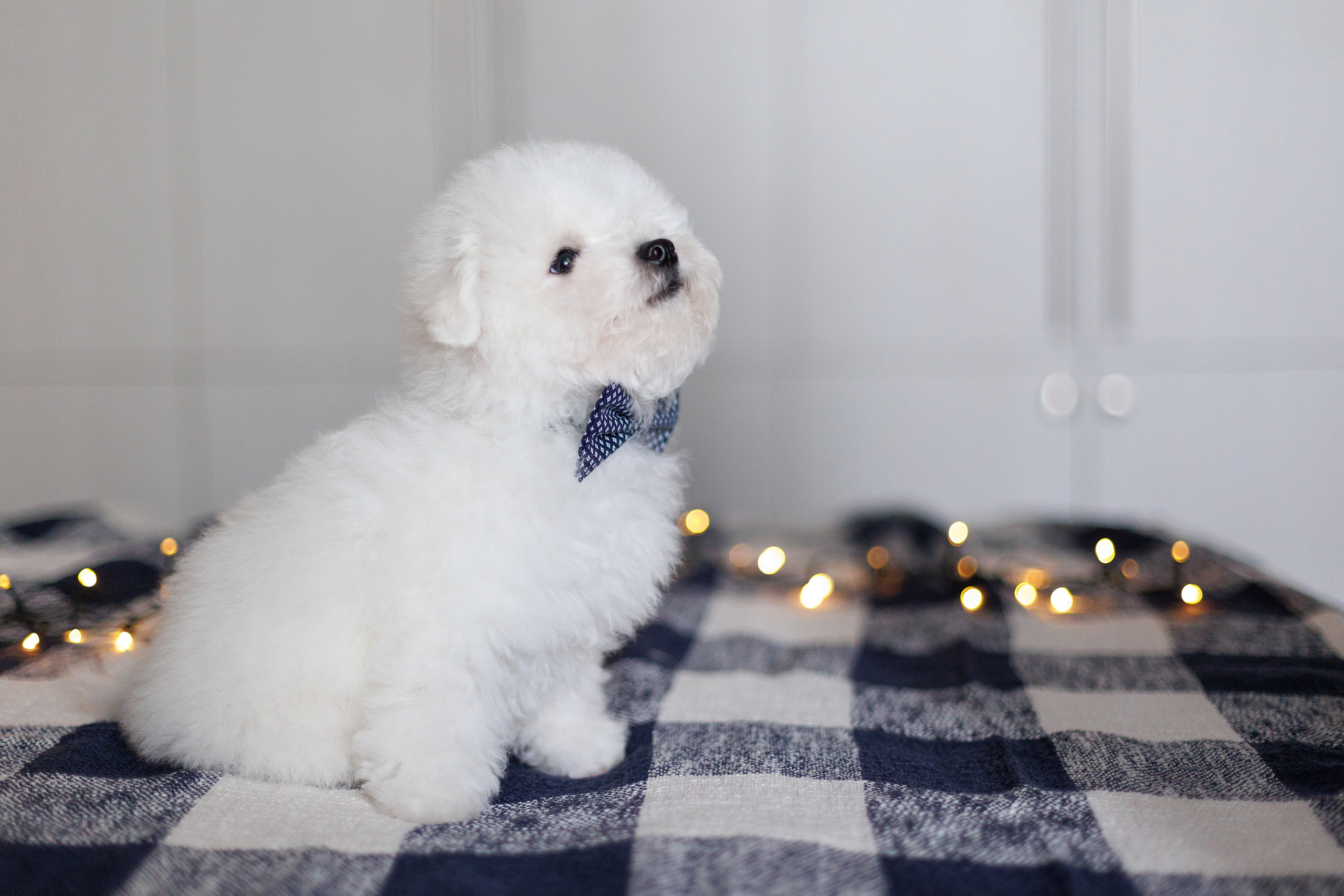 Sara's puppies. Семейный фотограф в Кишинёве Пулькина Ольга