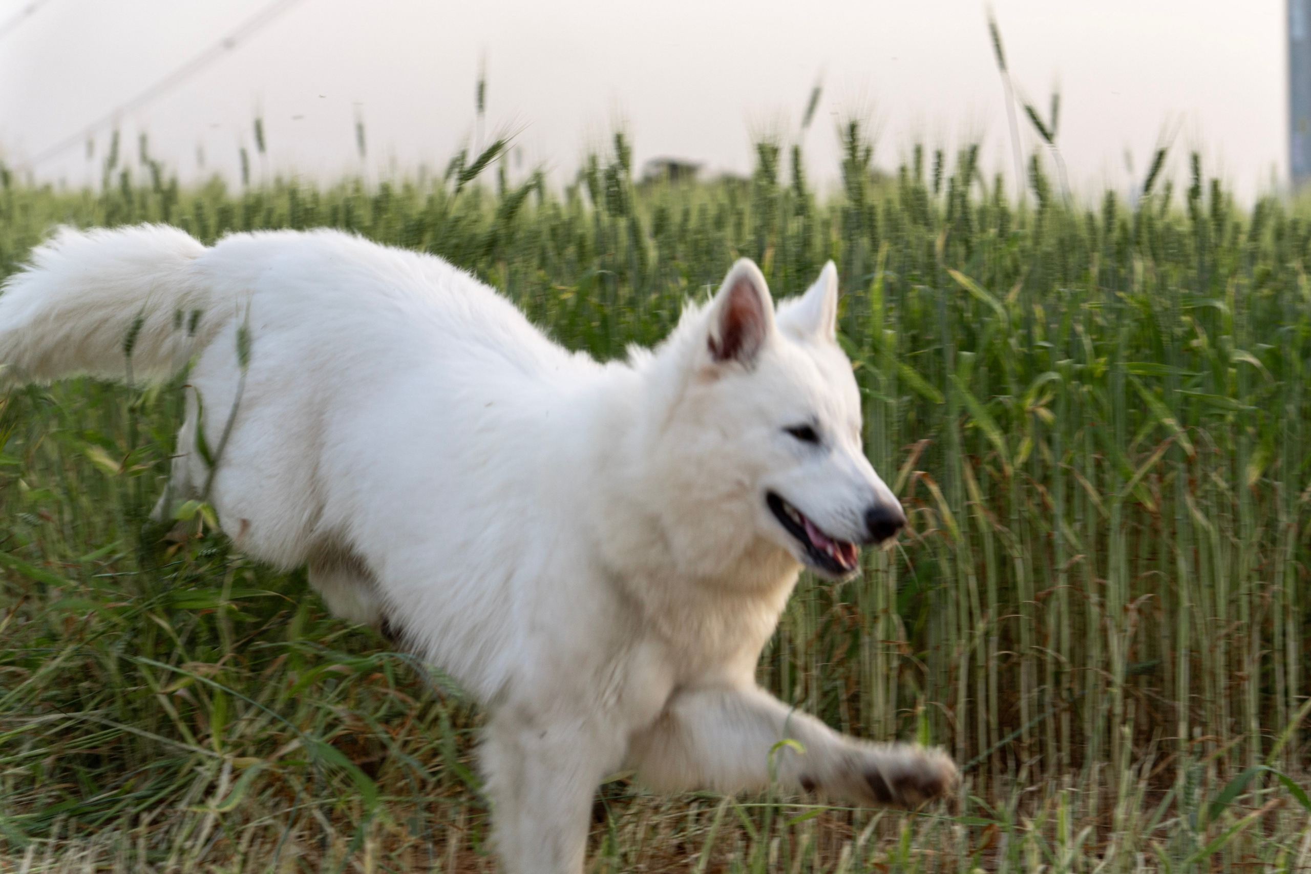 Шельга и Шегги. Главное меню