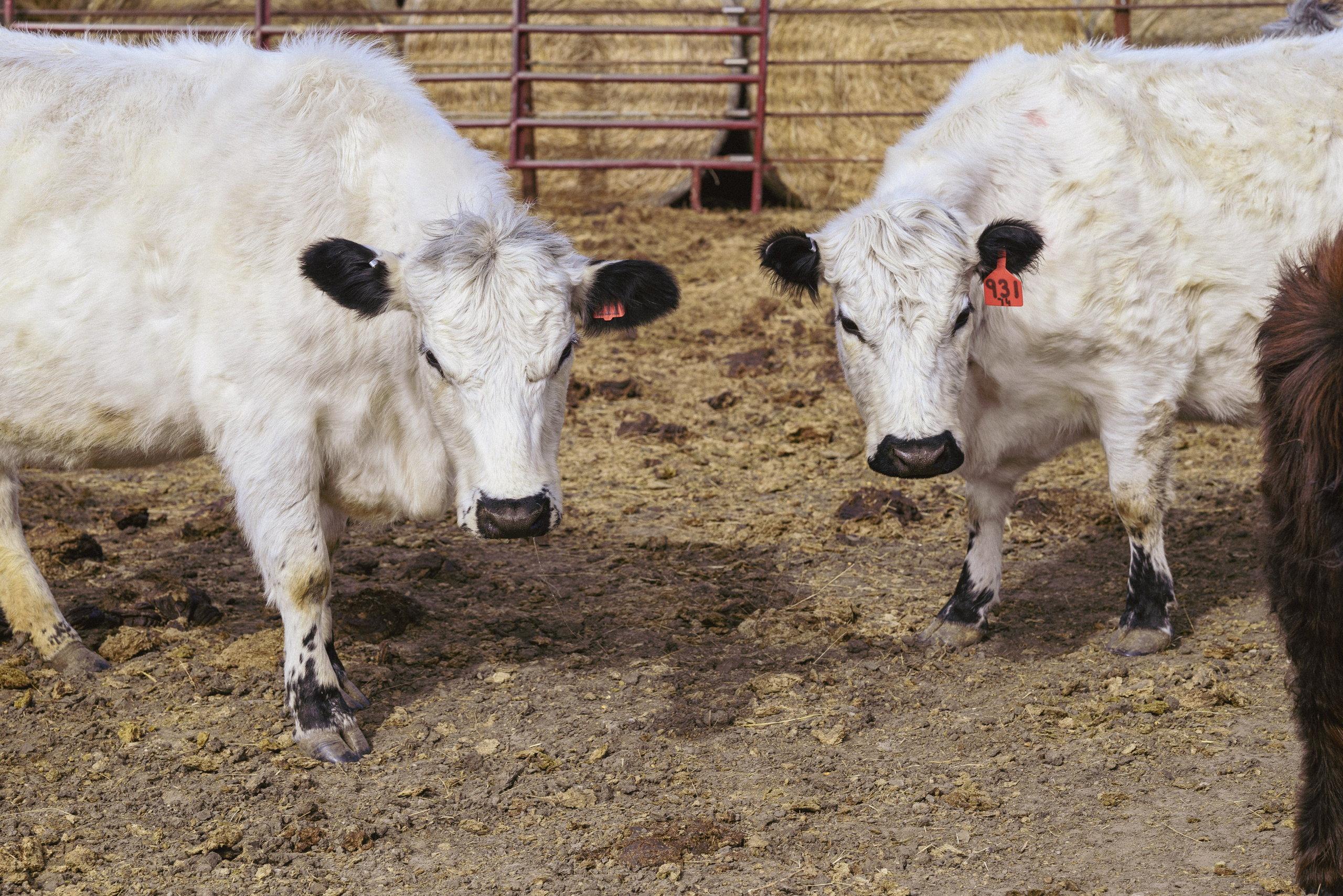 Farm animals. Victoria Lyubchenko — fine art photography in Bismarck, ND