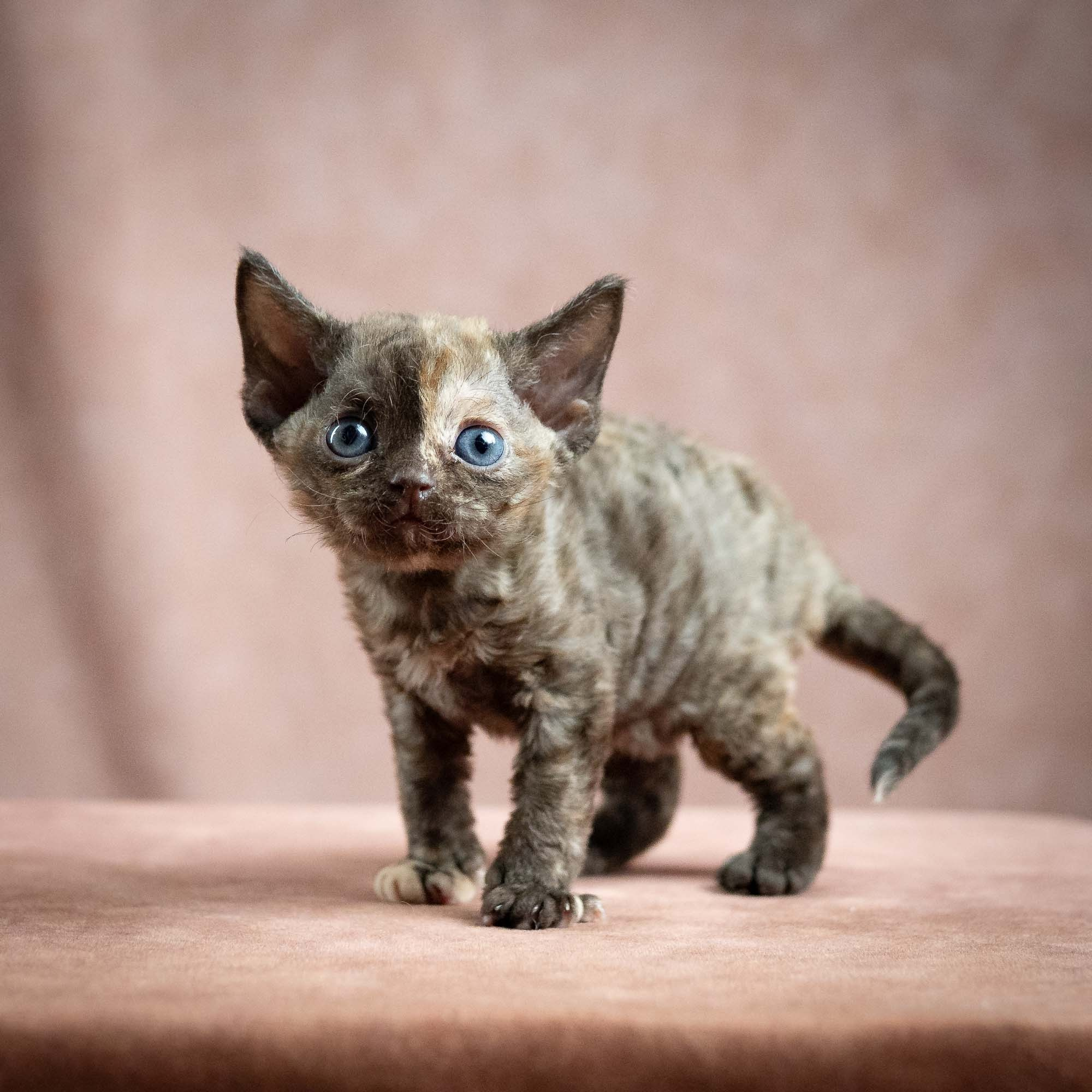 Mocha, girl, born 01.15.26. Devon Rex Pixie Cattery