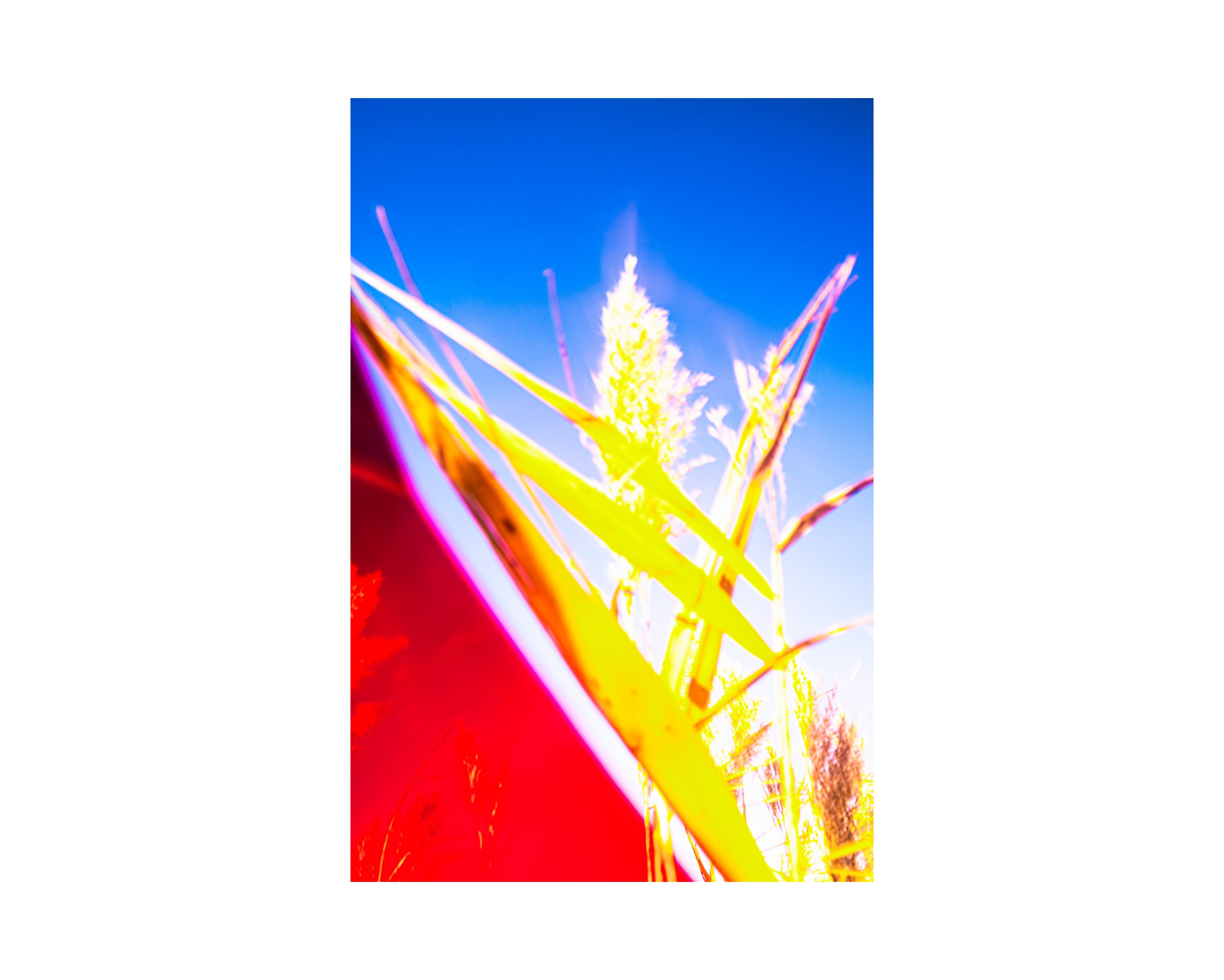 Nature from Exaggerated Worlds. Ekaterina Tsurkina-Appina Photography Canada