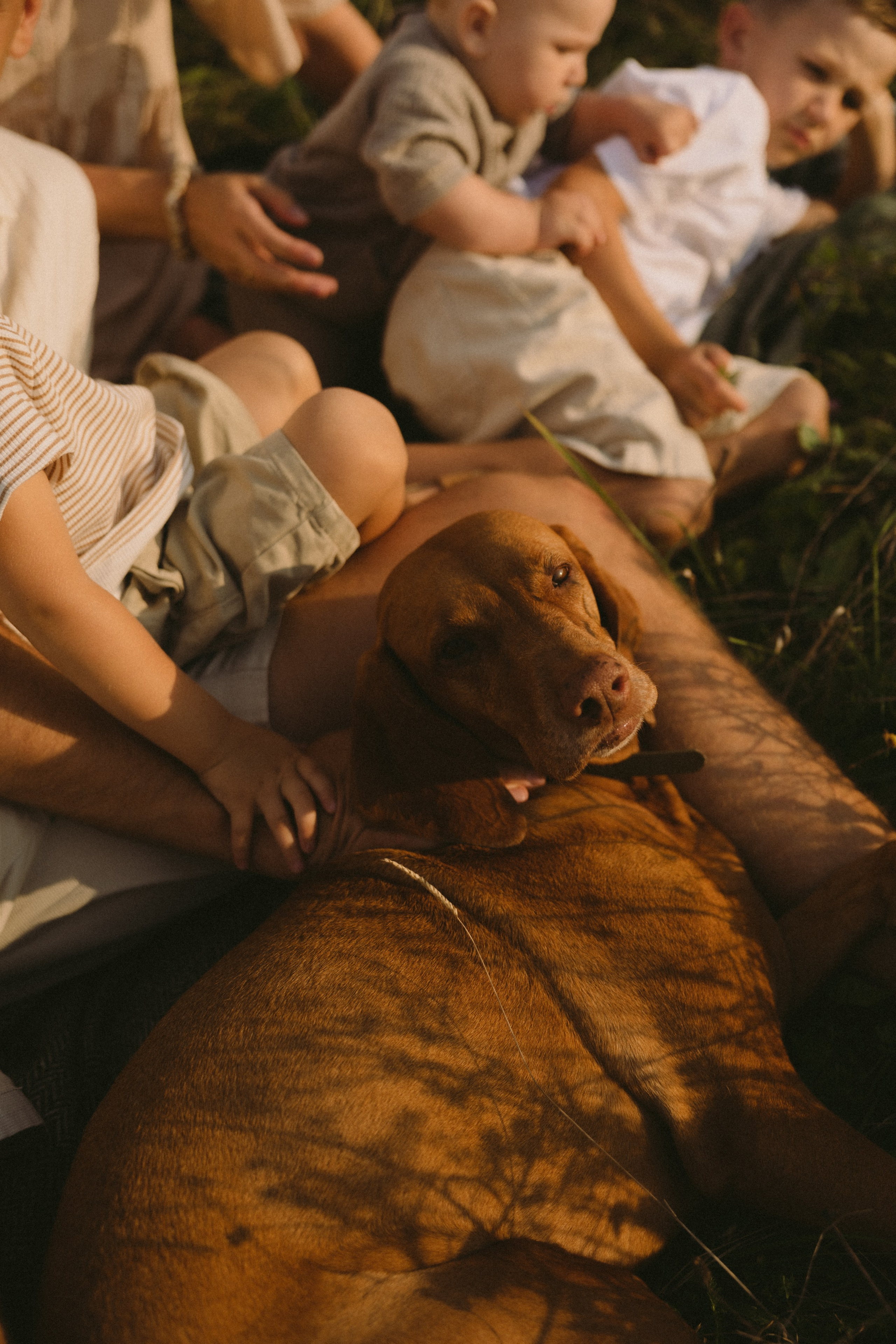 Simonos ir Mariaus šeima | PIEVA. Vestuvių ir šeimų fotografė Lena Bondarenko / belove photo