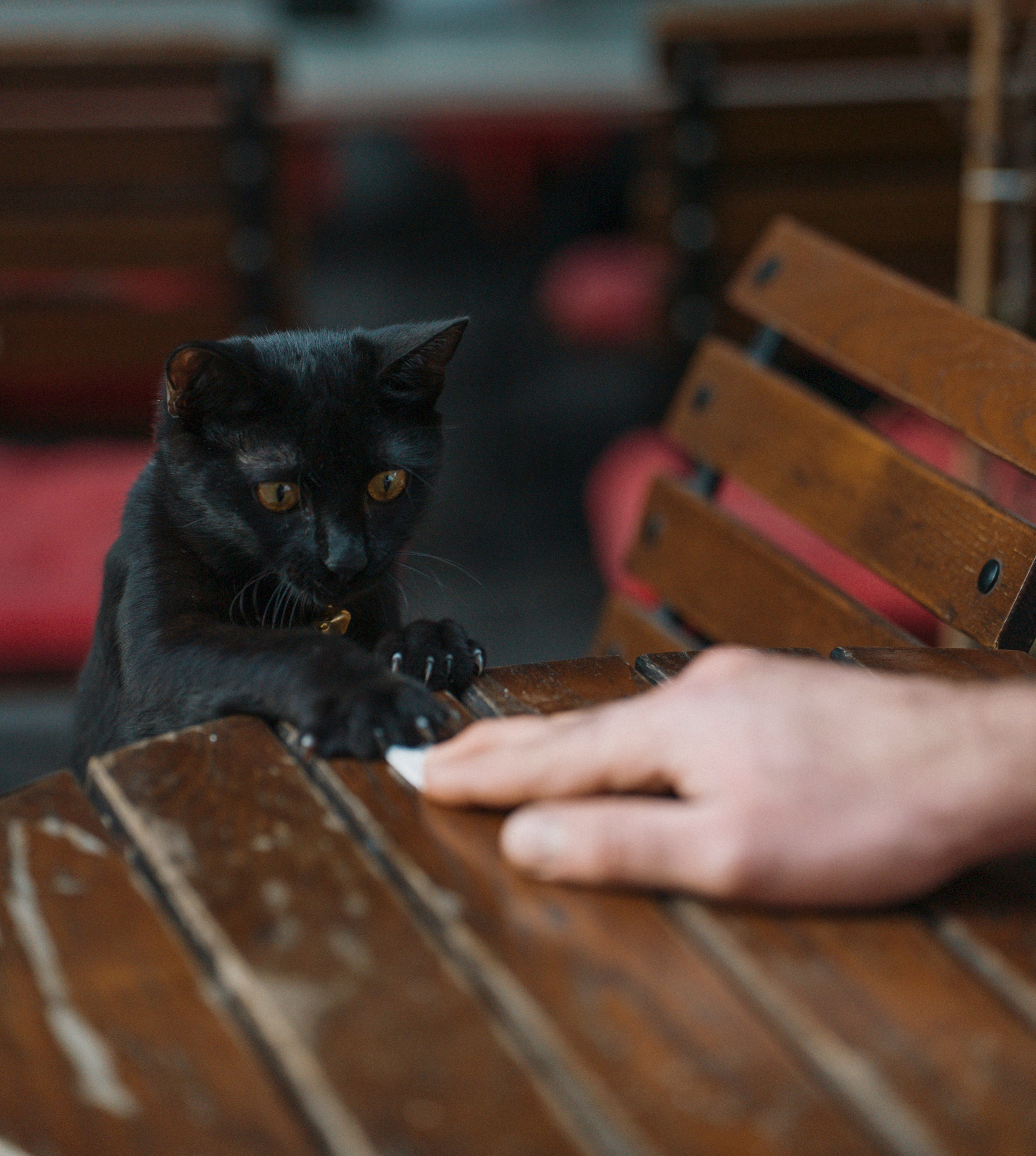 фото стамбул кот играет