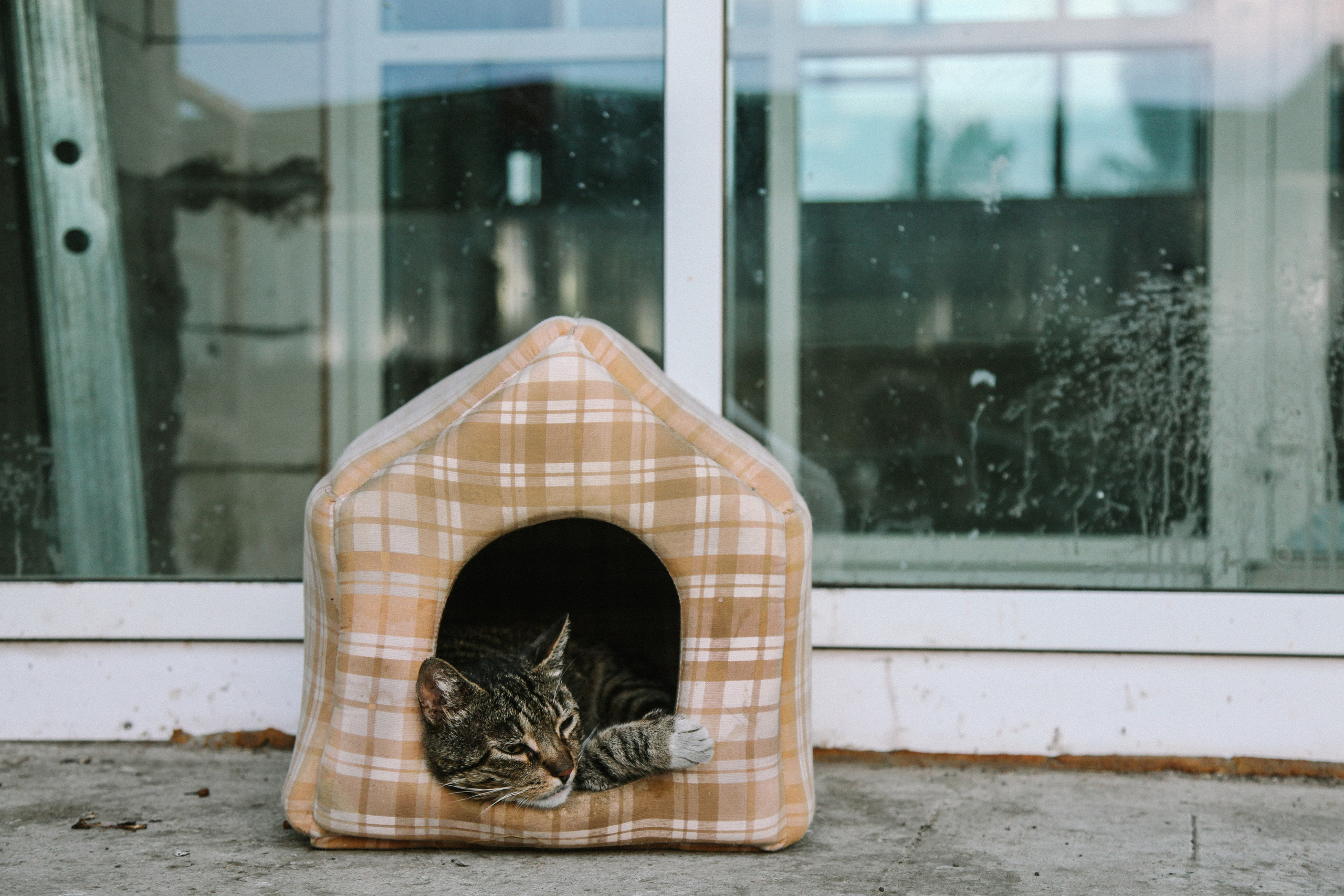 Кот шпедингера. Стрит-фотография, полная абсурда, идиотизма и красоты