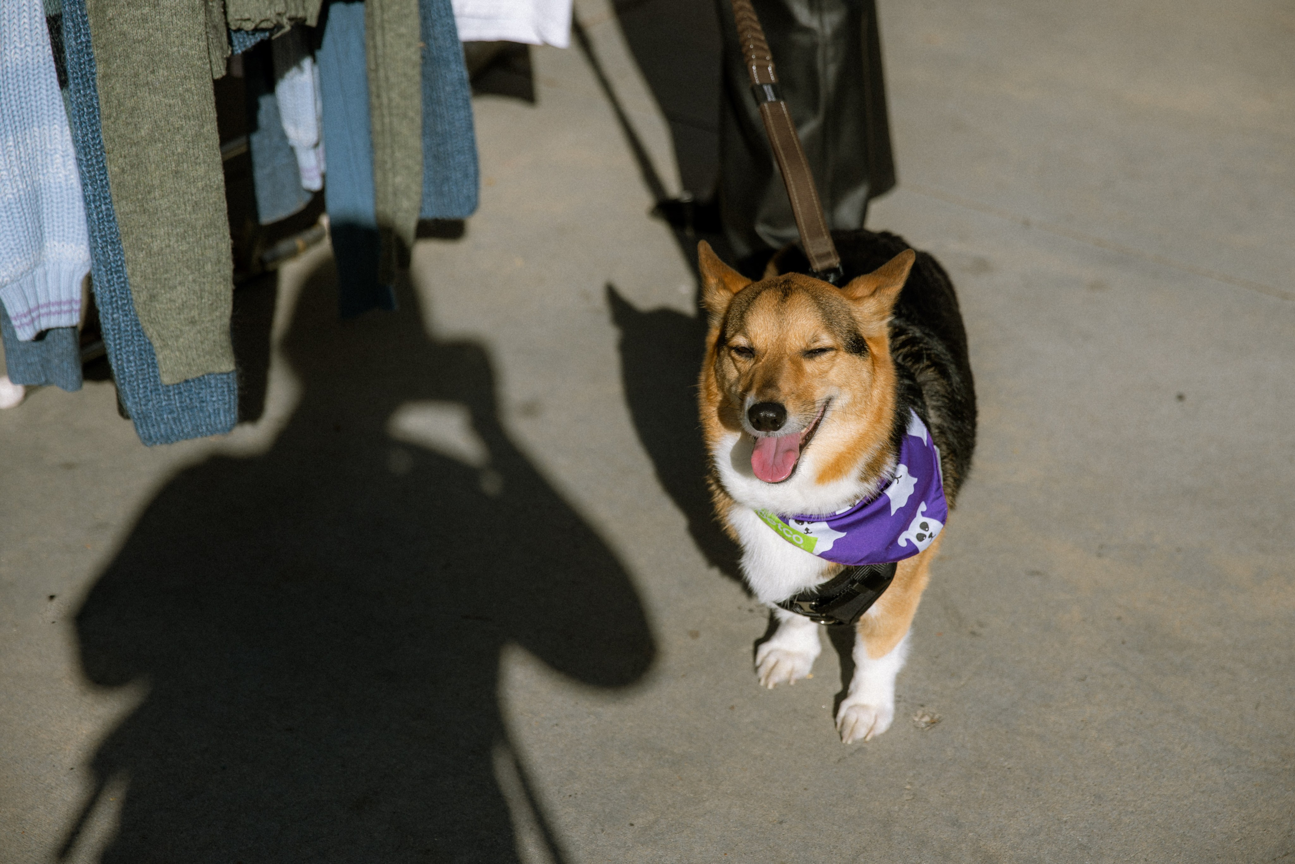 Paws & Portraits. Photographer in Los Angeles. Julia Ishmuratova