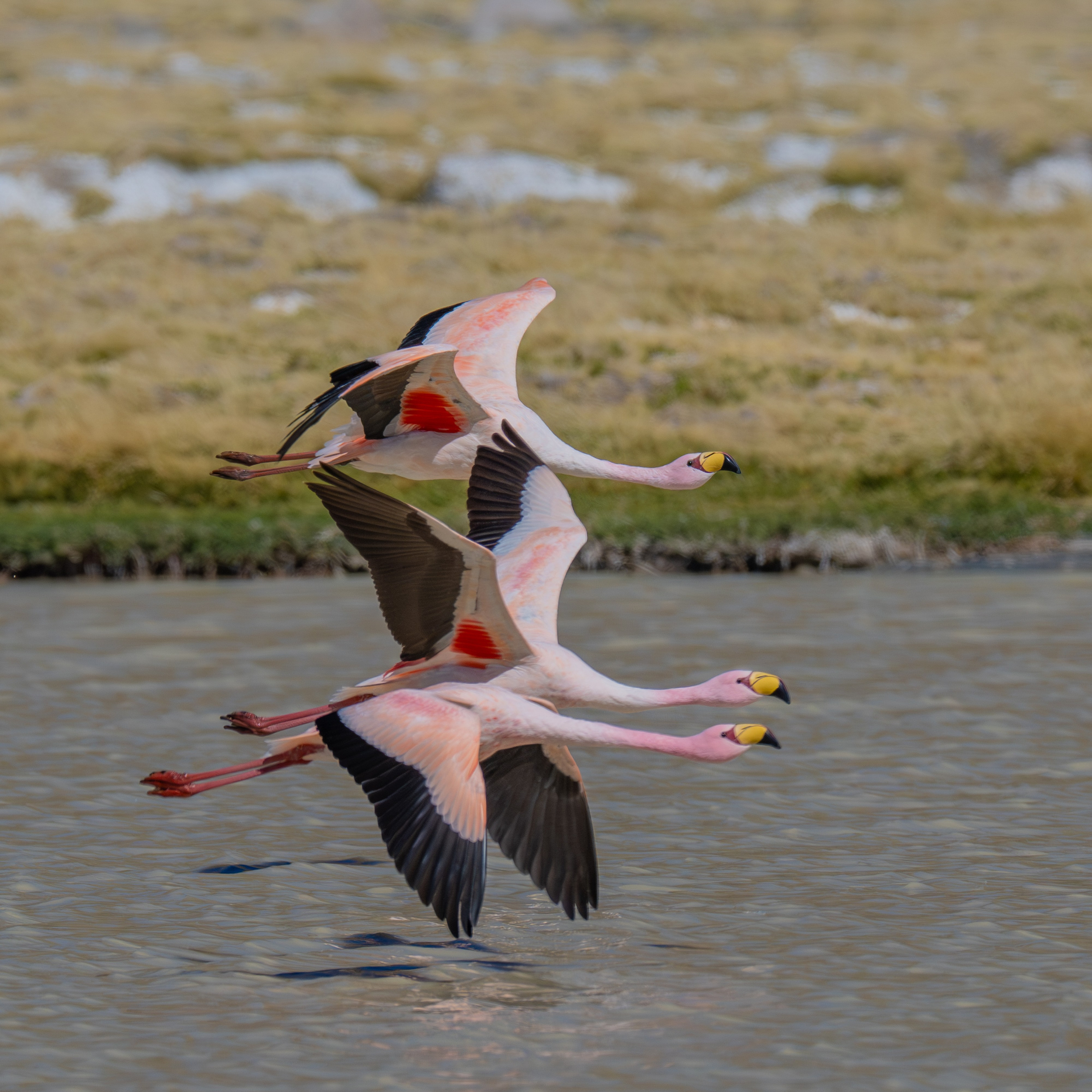 Flamencos. Nature photographer Yuri Soria-Galvarro
