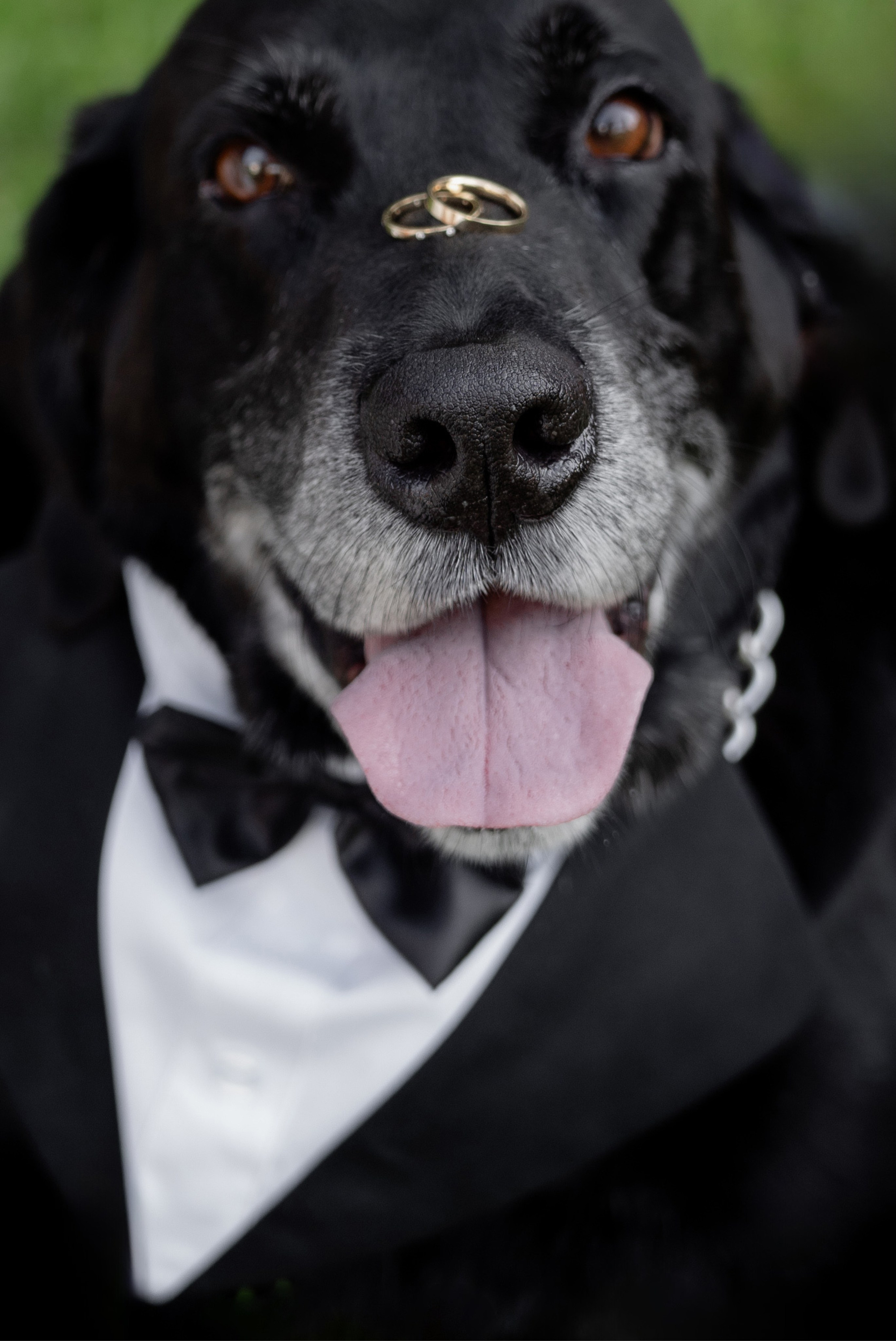 Home (1). Orange County Wedding Photographer & Videographer | Candid & Timeless Wedding Photo + Video | Italiantsev