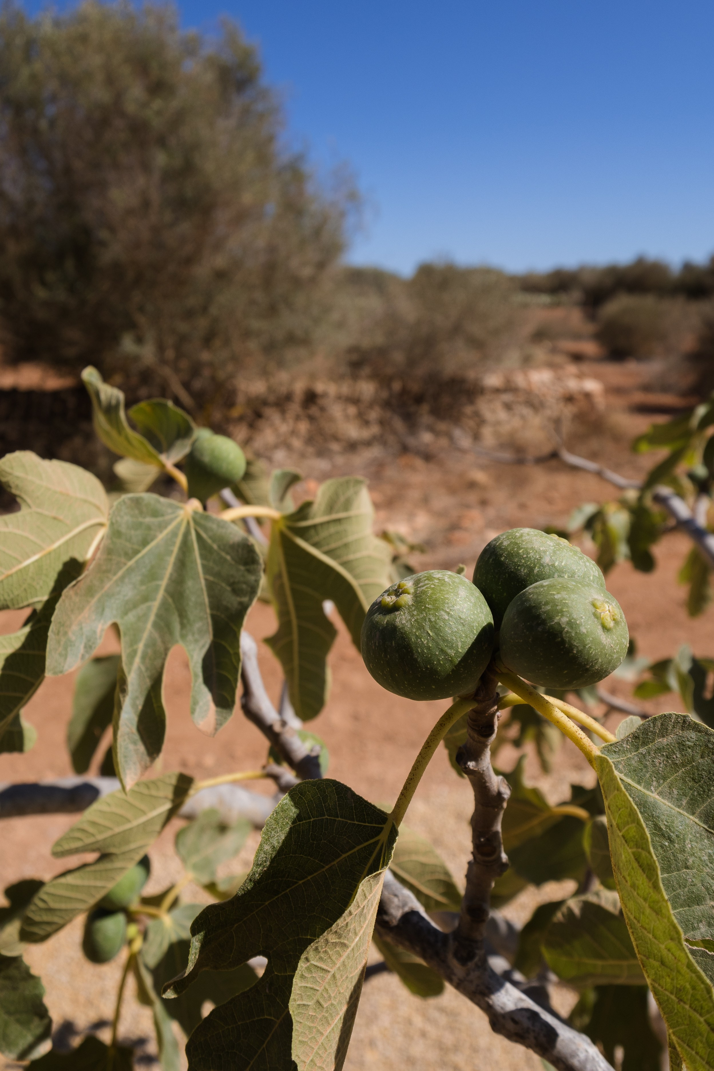 Immobilien - Finca Mallorca - Ses Salines. Viktoria Motte Fotografie Event-, Business- und Porträtfotografie Stuttgart | Mallorca
