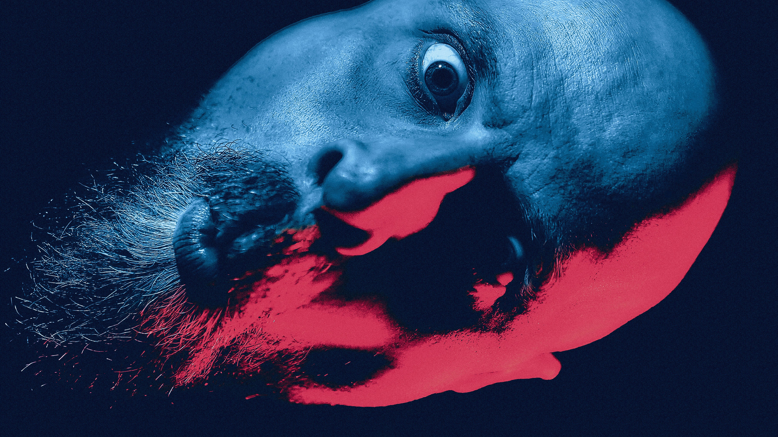 Andriej Szypilow - Fotografia & Wideografia