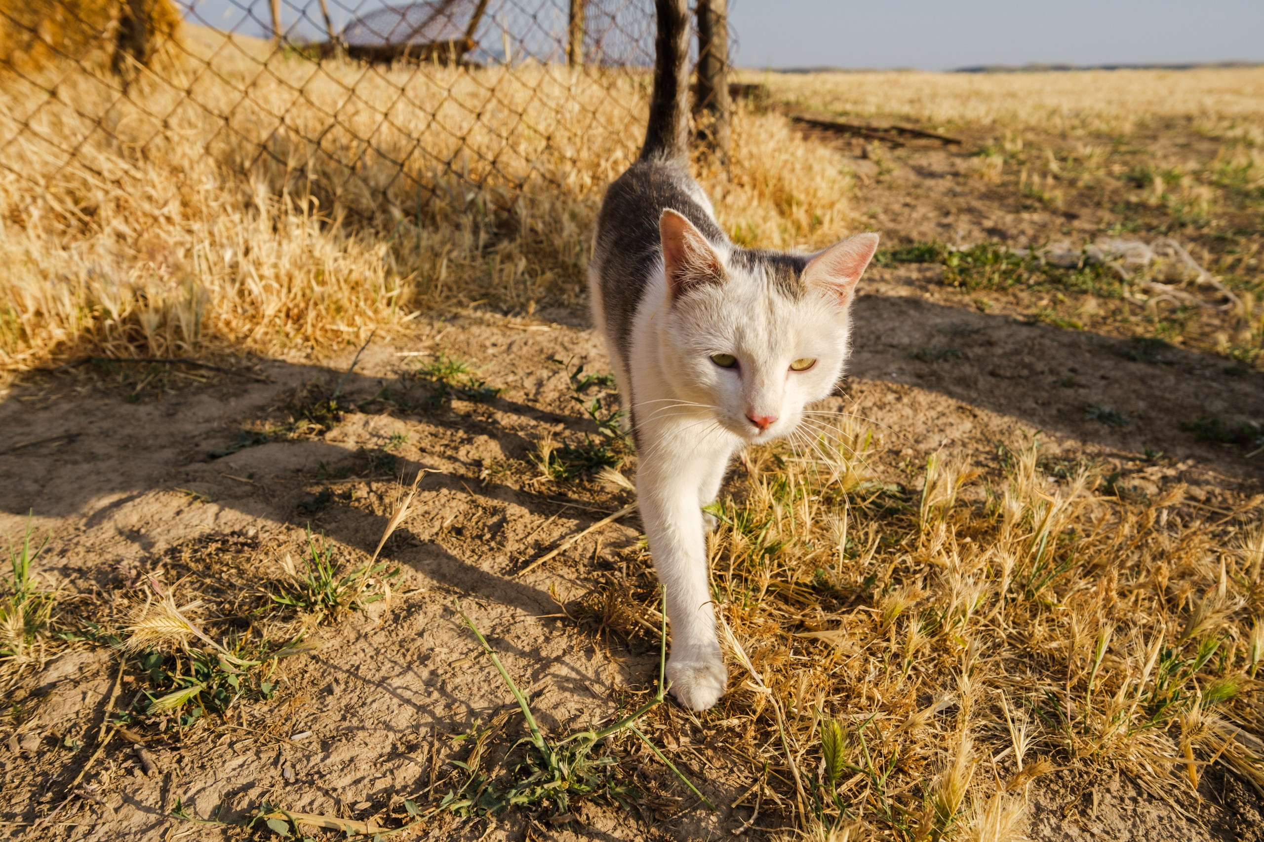 SIGMA 10-18mm DC DN (X-mount). Фотограф Григорий Кравец