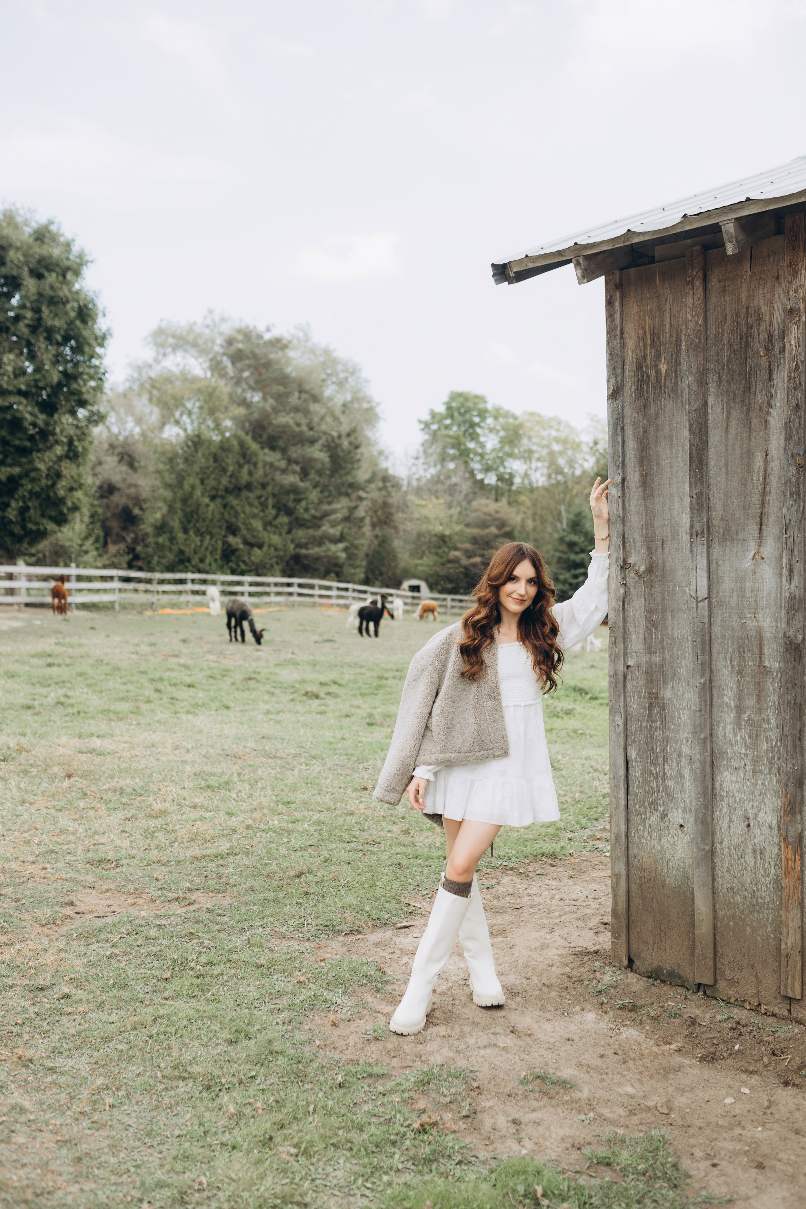 Alpacas Farm. Chernenko.photography