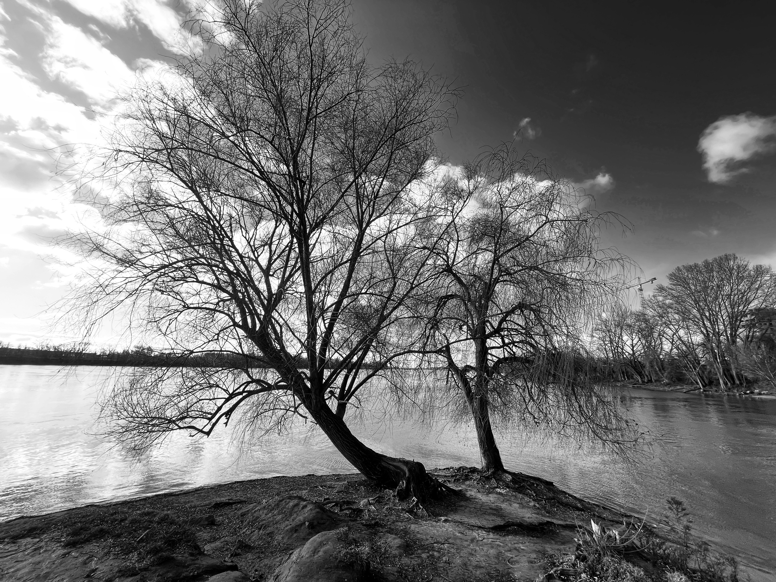 a tree on the bank of the Danube | Budapest 2026 | IPHONE 12 PRO