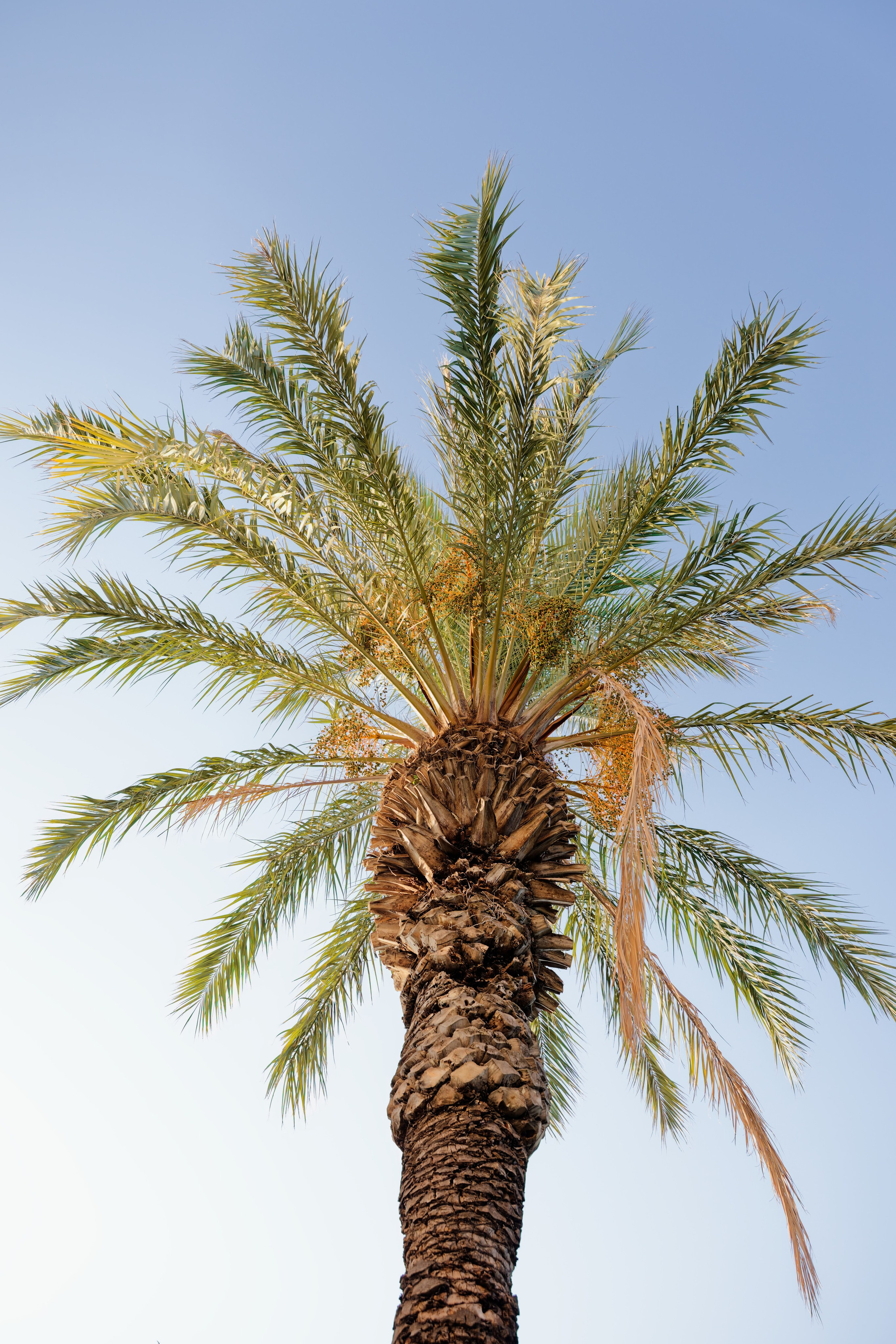 Haldi Ceremony & Mehndi Night & pre-wedding dinner, Barcelona