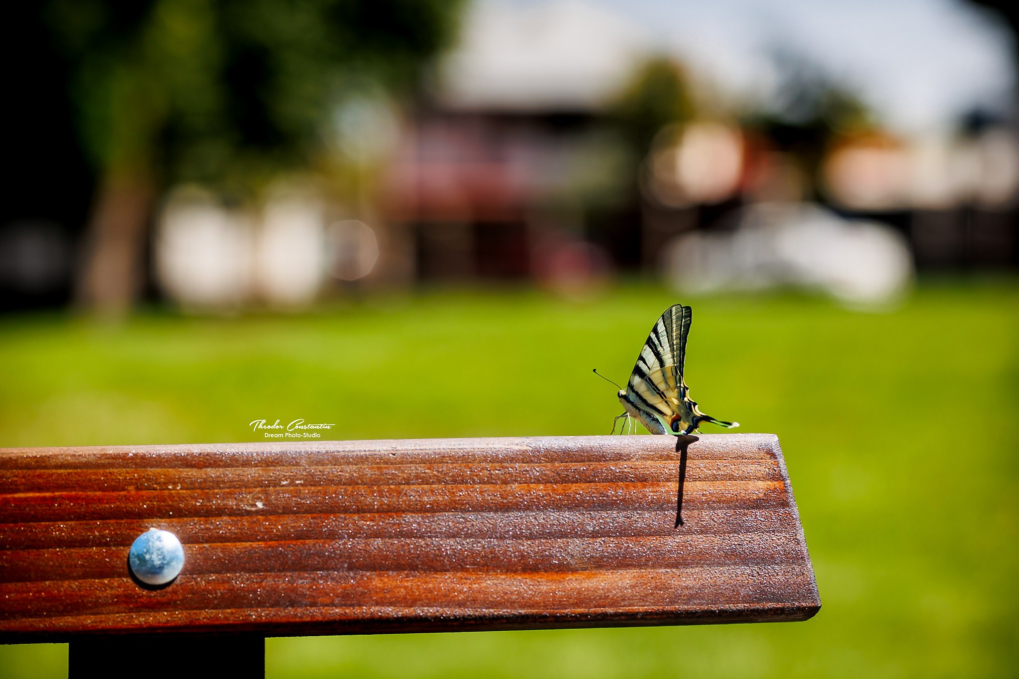 Logodna. Dream Studio Galați – ședințe foto profesionale pentru familie, portrete și evenimente