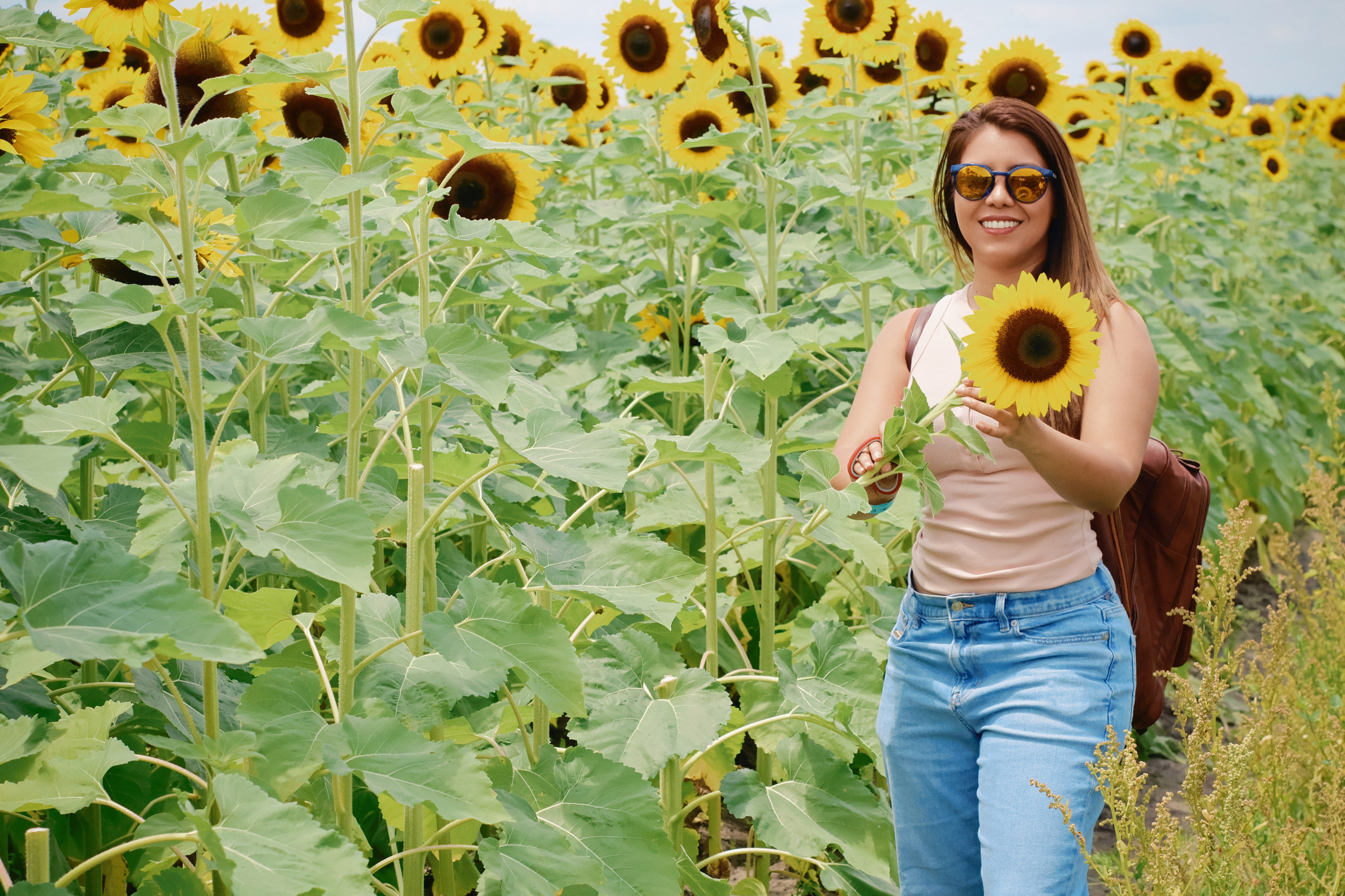 SUNFLOWERS. Workmakeapp Studio