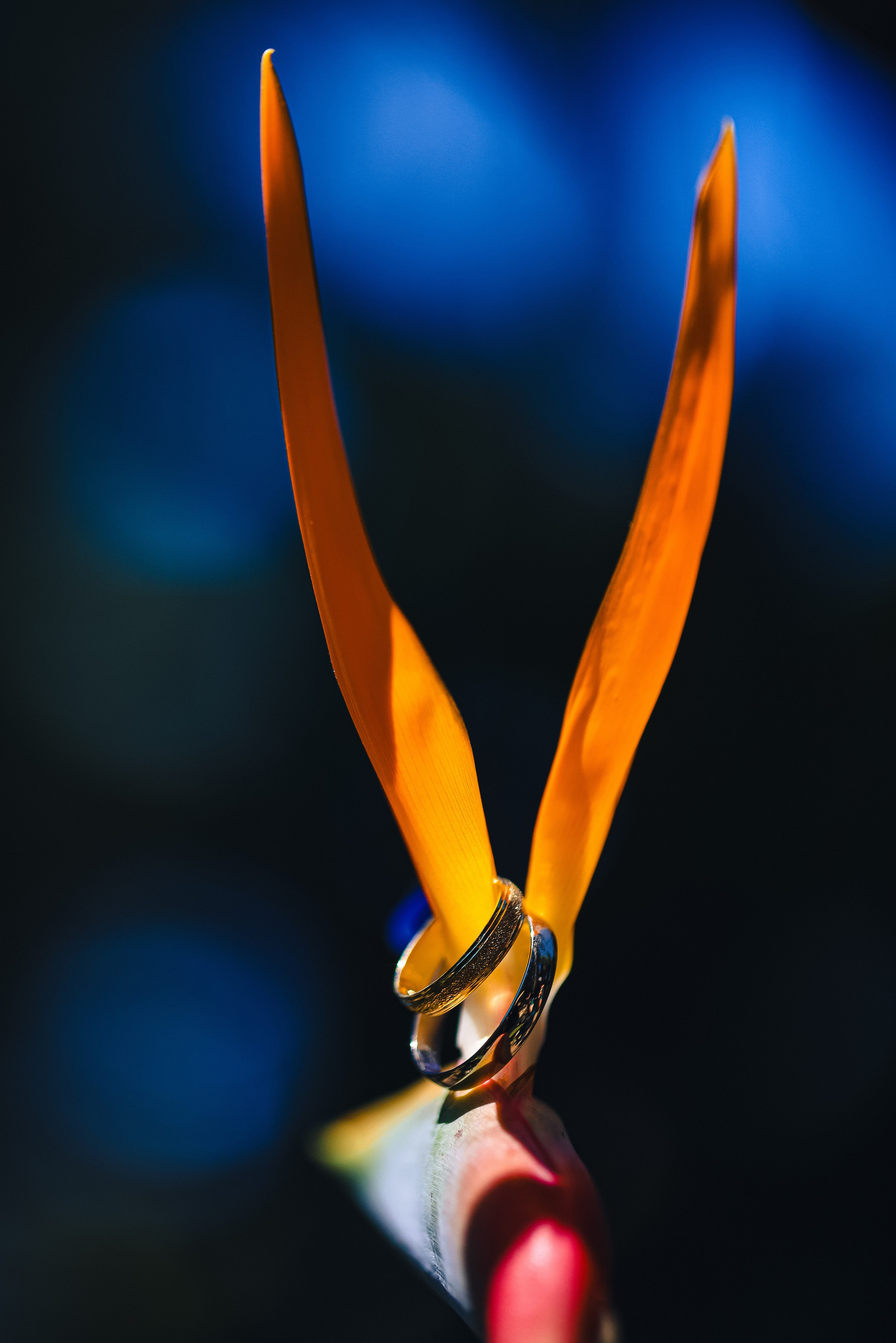 Rings & Dress. Daniel Danilov