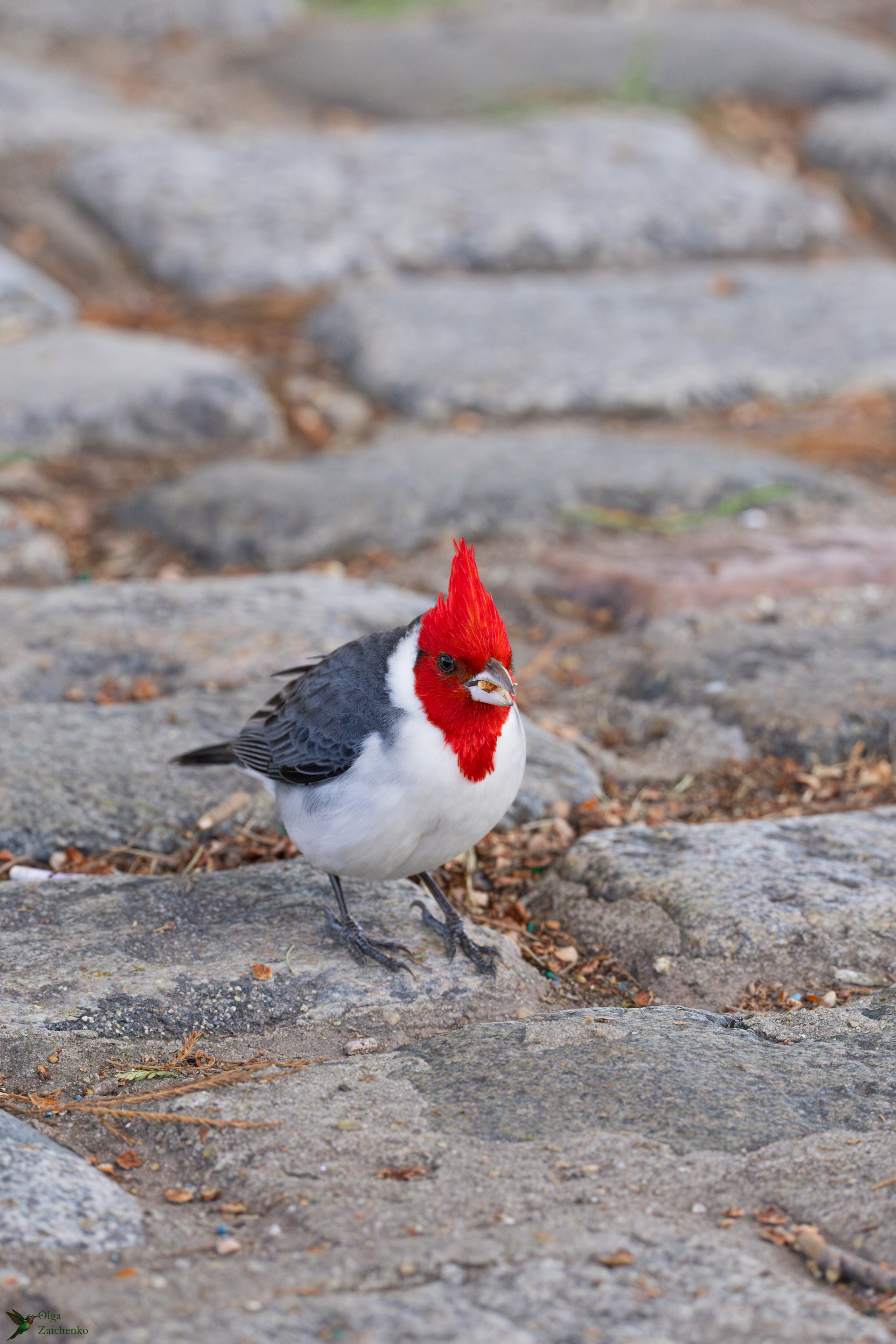 Краснохохлая кардиналовая овсянка