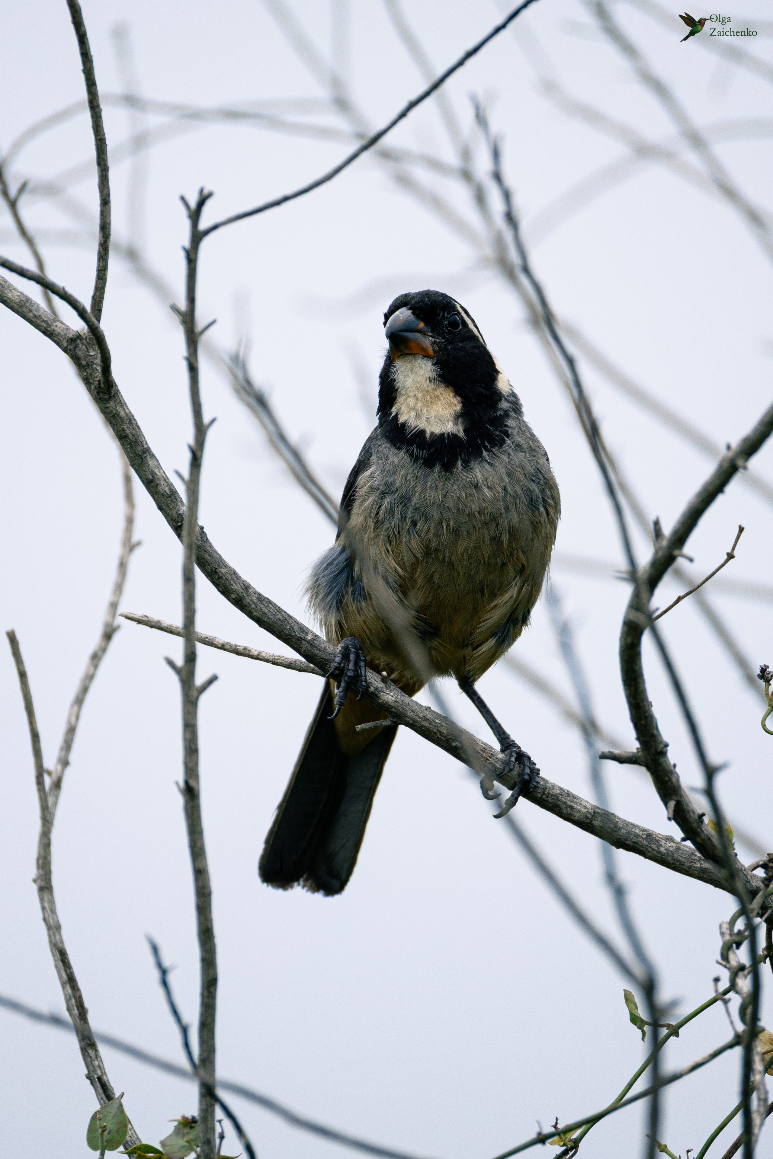 Золотоклювый сальтатор