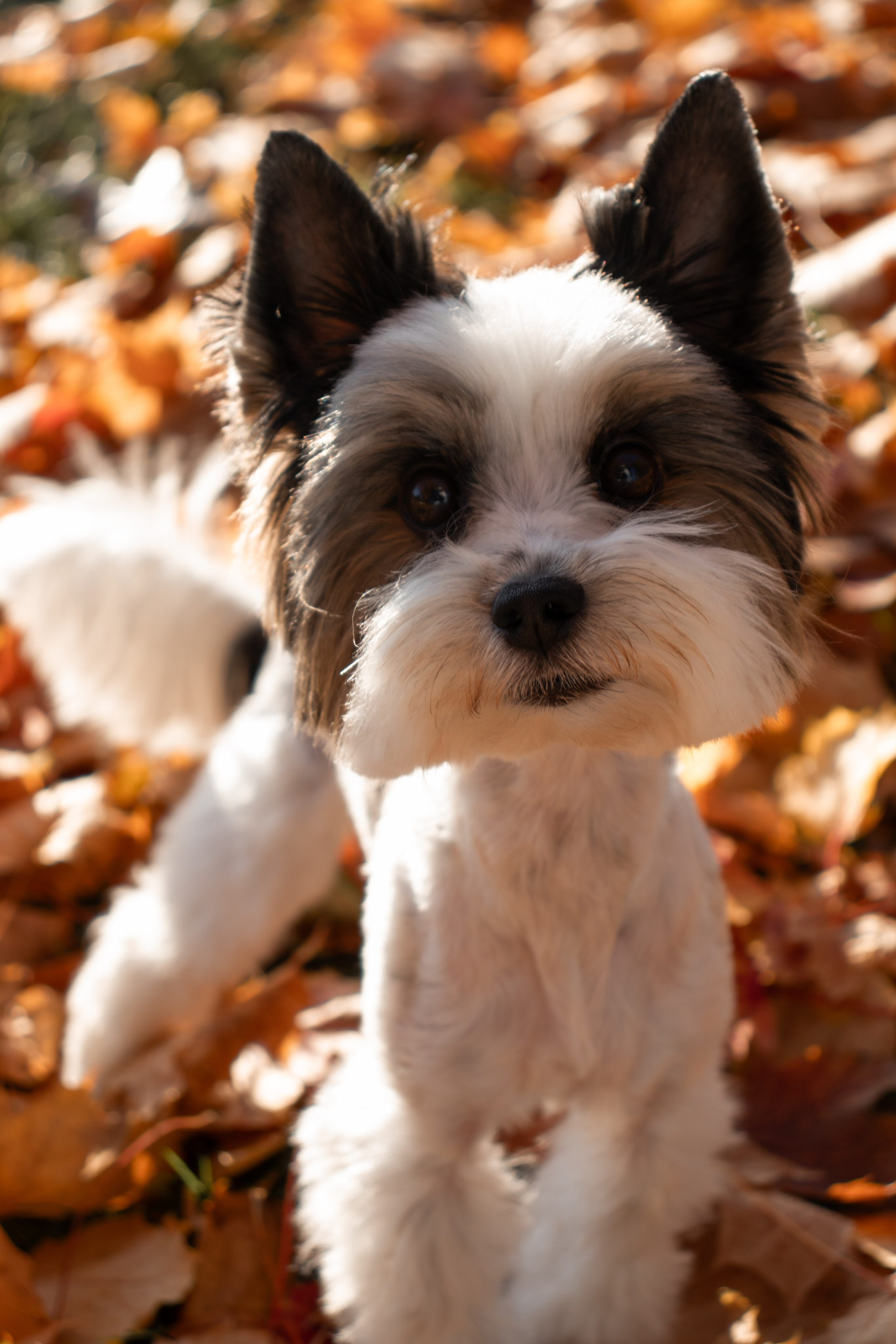 Полина и Луи. Фотограф Лейпциг