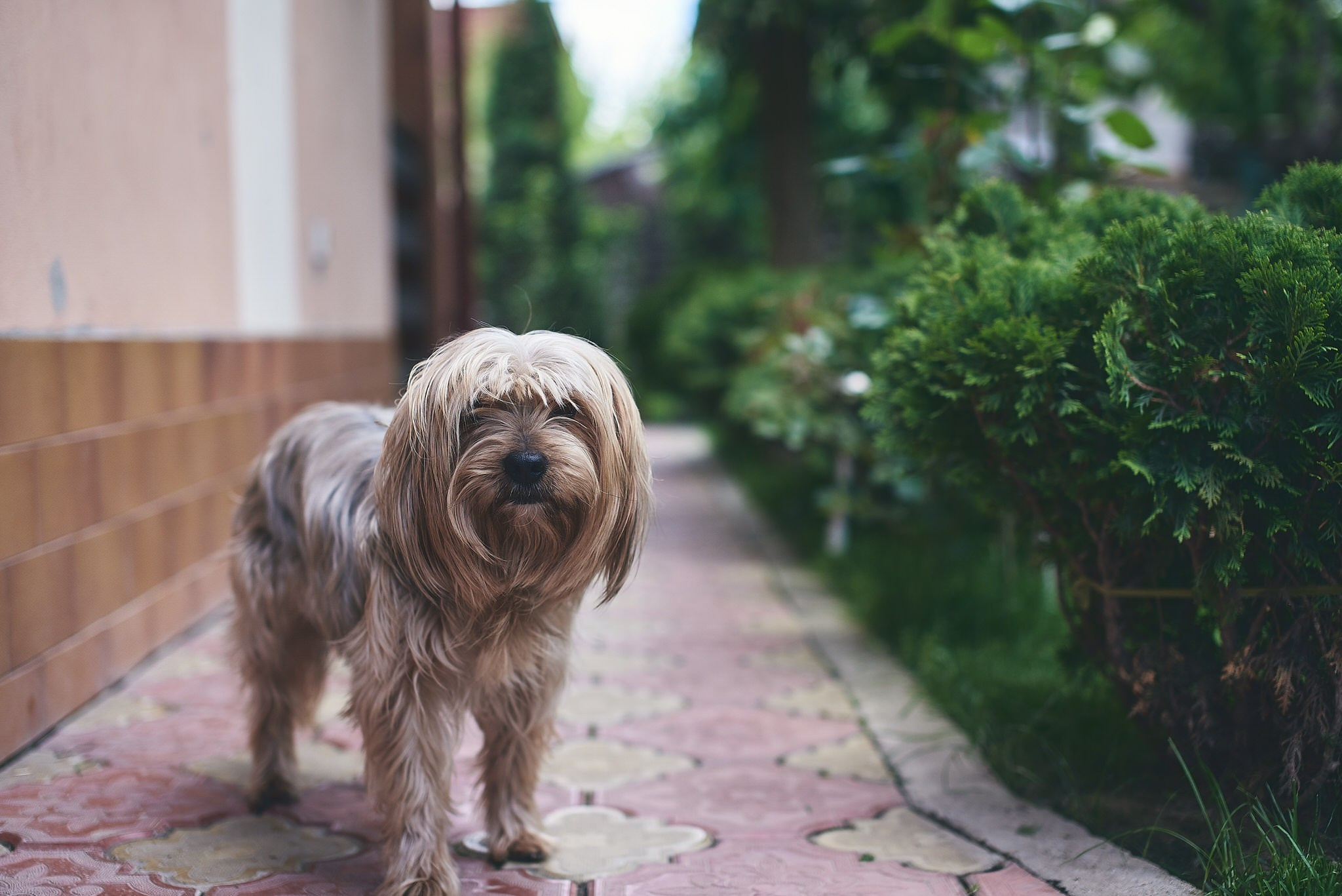 Matei Andrei. Georgescu Alexandru Fotograf