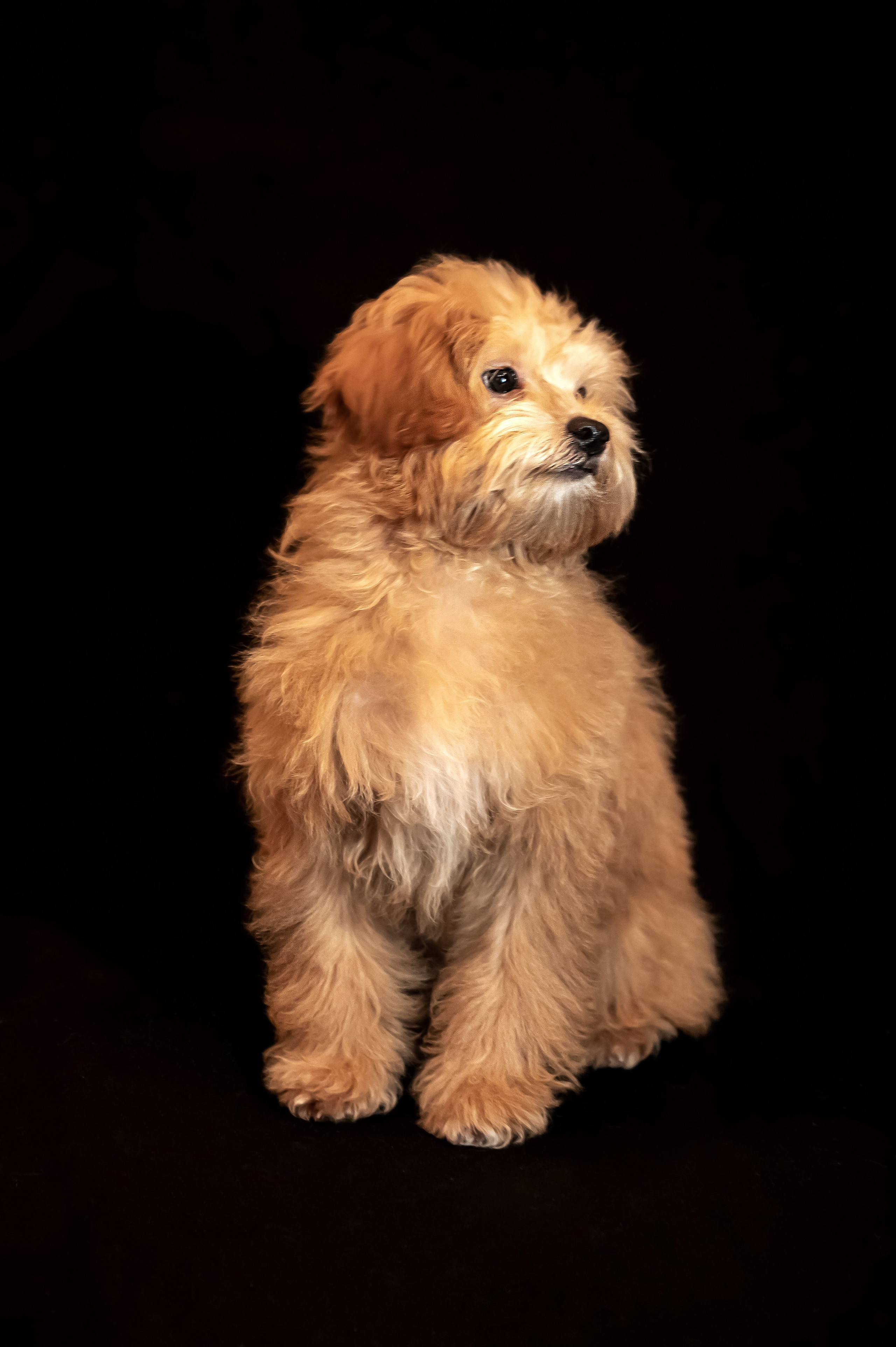 Мики. Главная