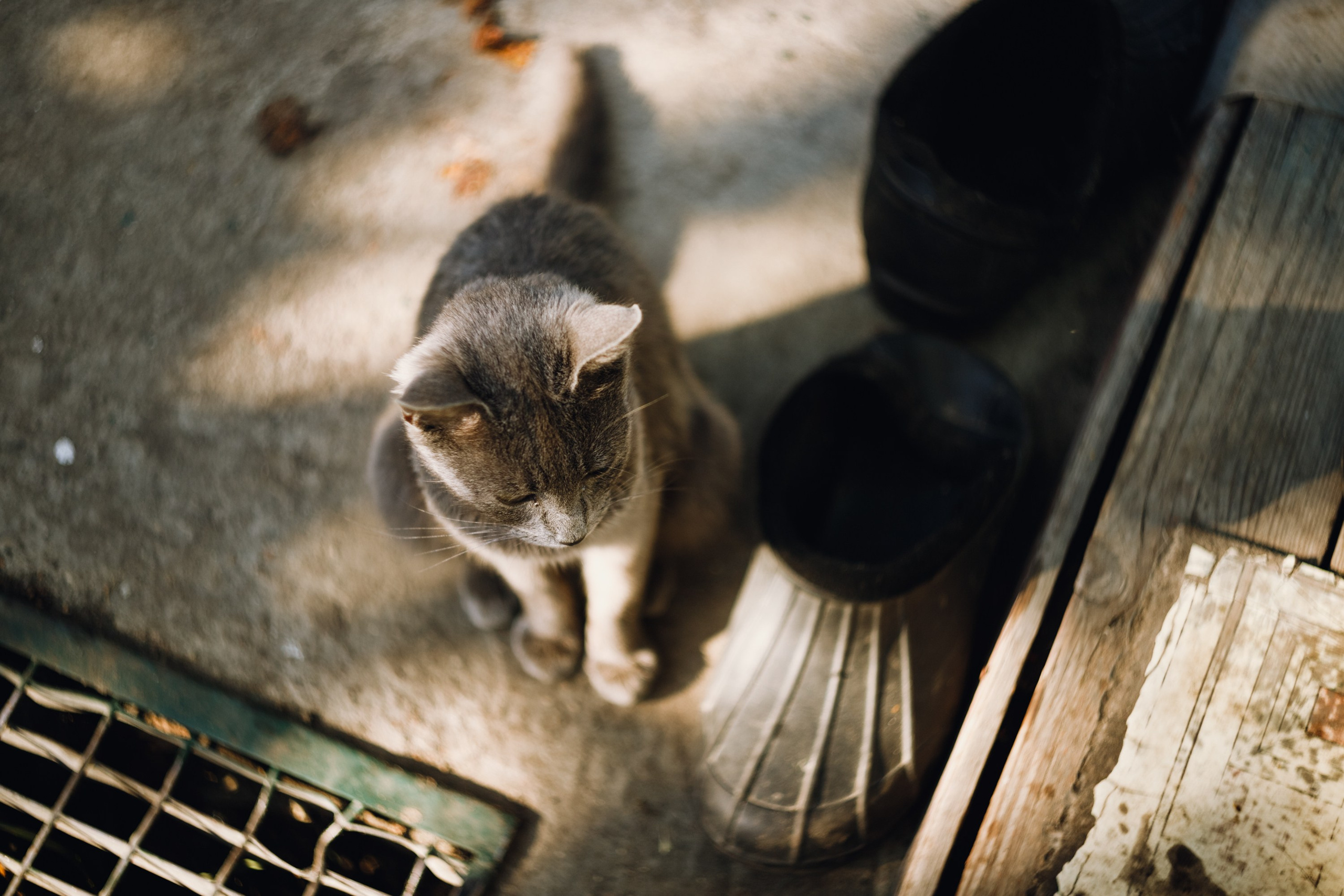 Grandmother's home in Brest. Kaja | fotograf we Wrocławiu | ludzie i psy