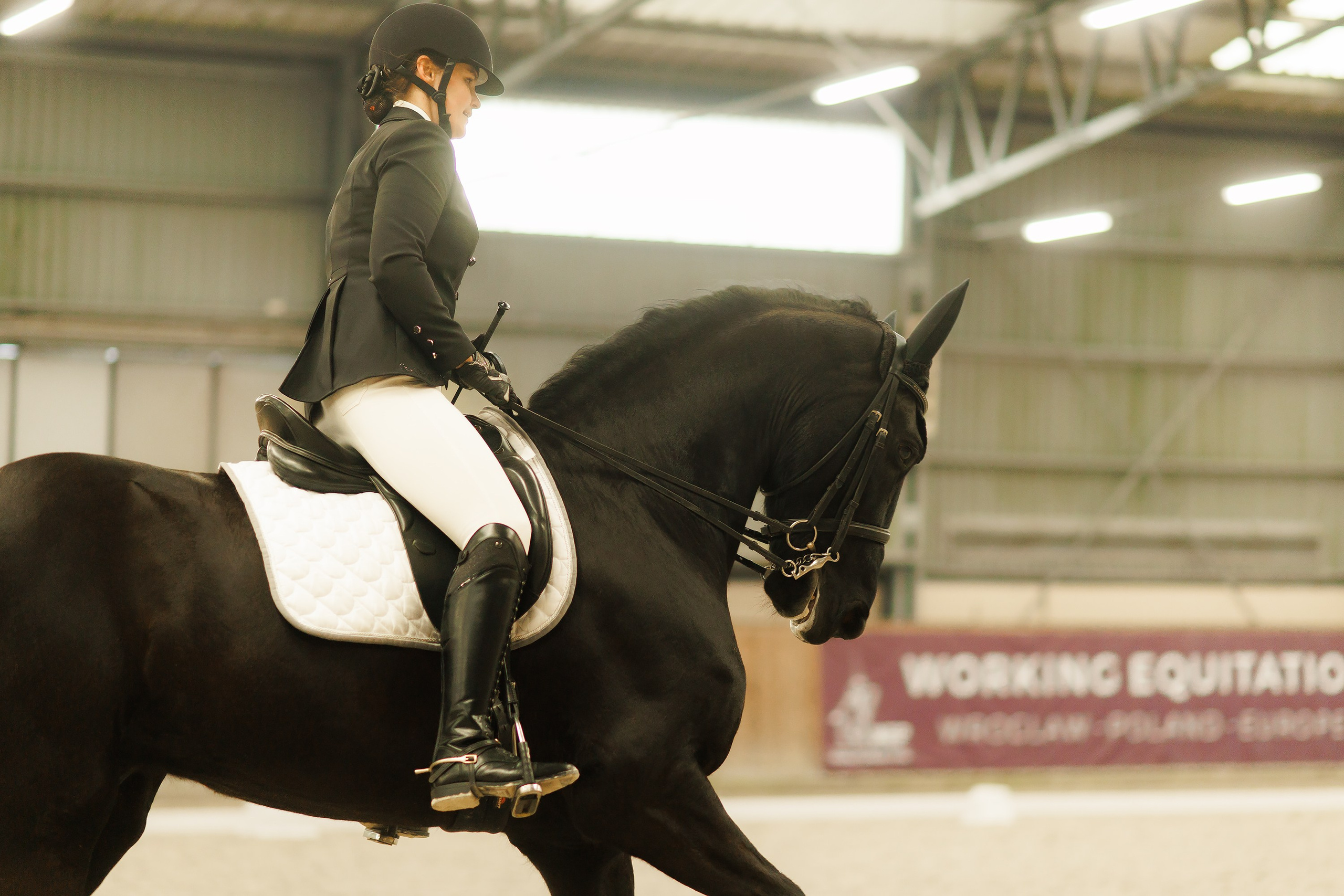 Fotografia koni Wrocław \ ujeżdżenie, Partynice. Kaja | fotograf we Wrocławiu | ludzie i psy