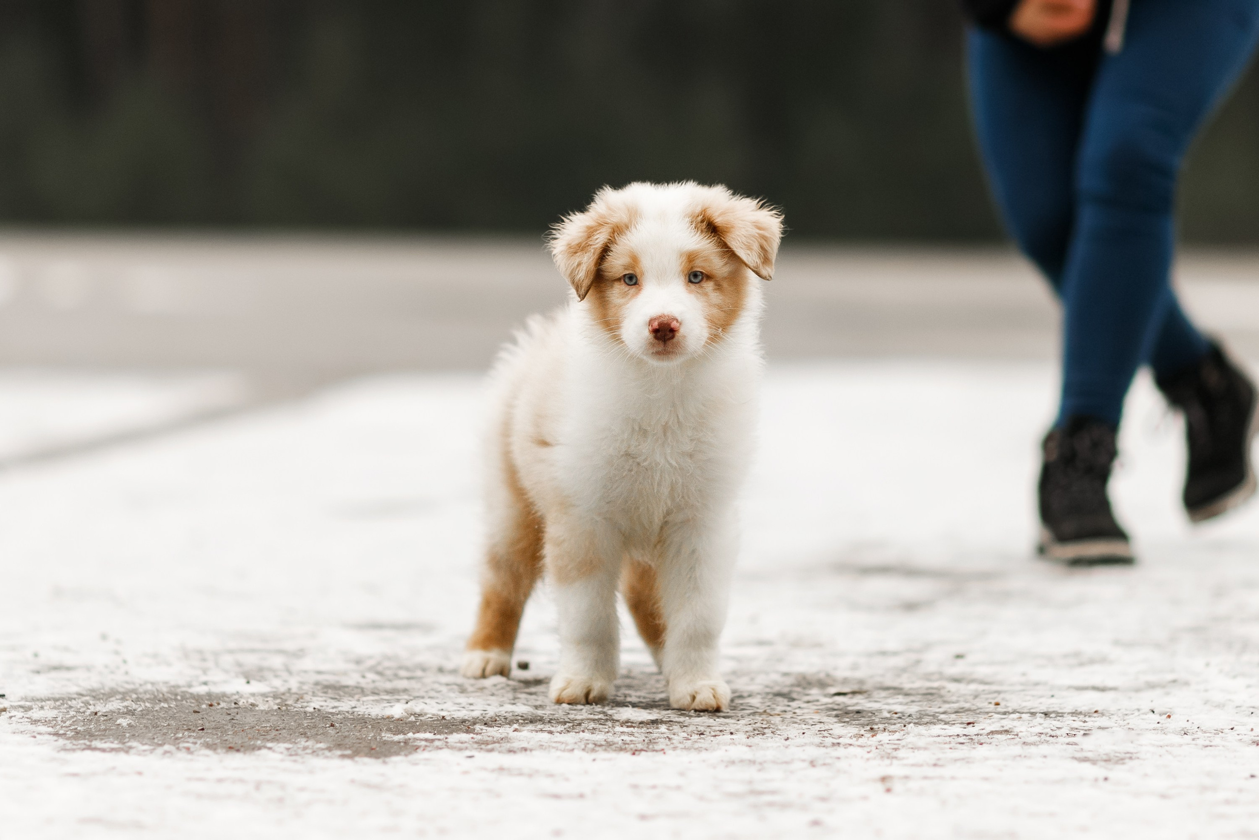 Pack of aussie puppies. Kaja | fotograf psów we Wrocławiu